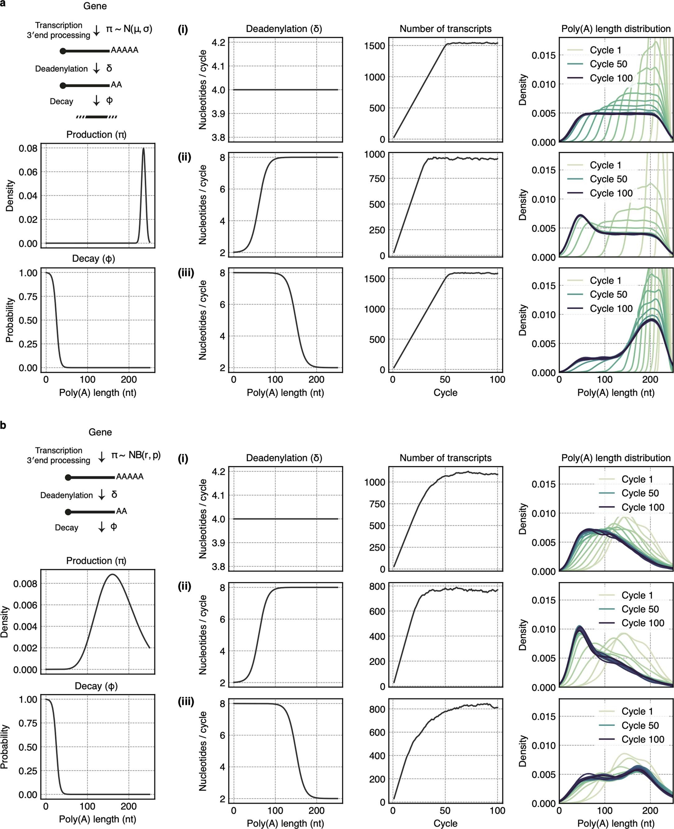 Extended Data Fig. 1: Simulation to test the relationship between the relative deadenylation rate and the local poly(A) density at a steady state.