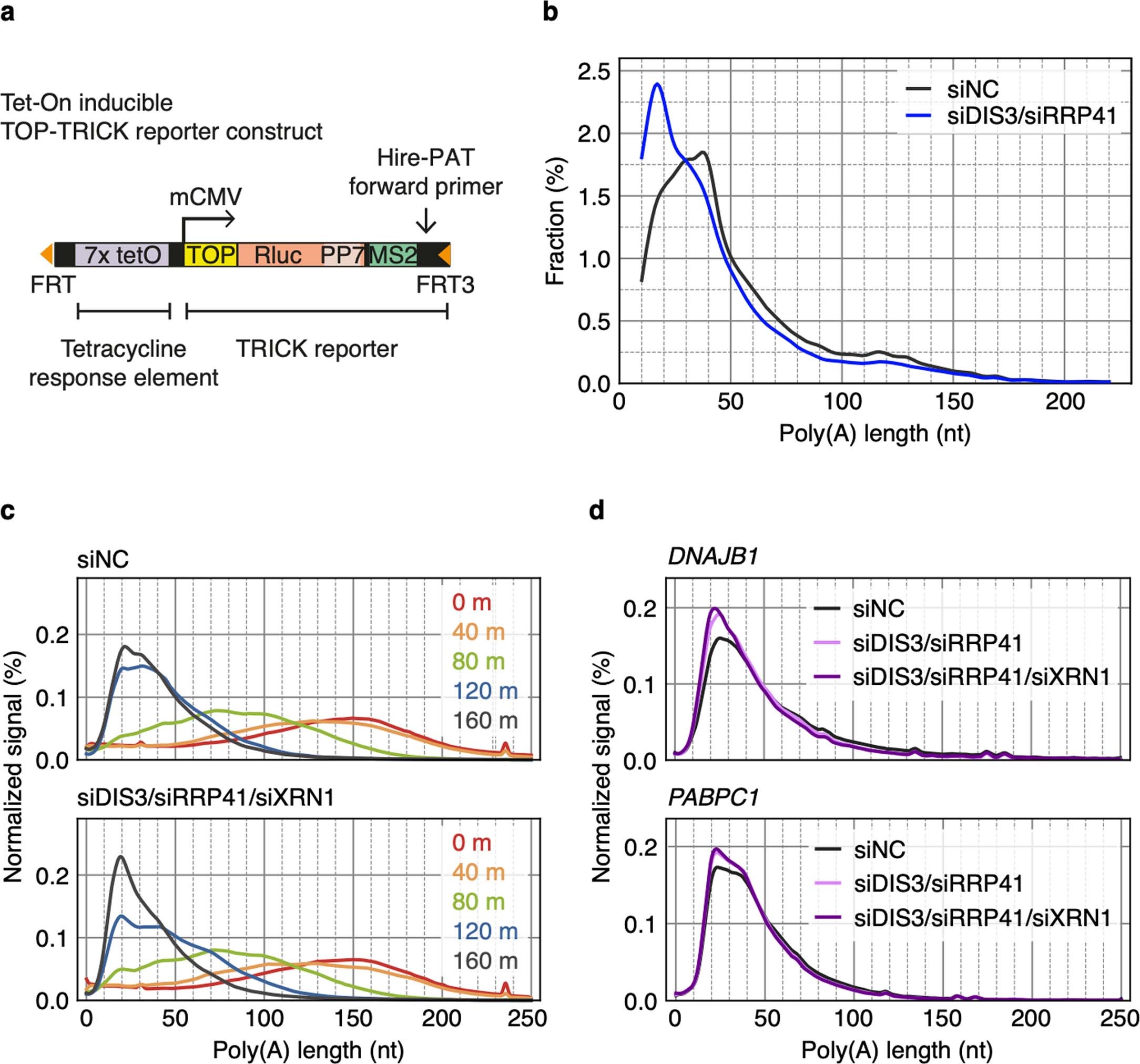 Extended Data Fig. 2: Validation experiments after knockdown of decay machinery.