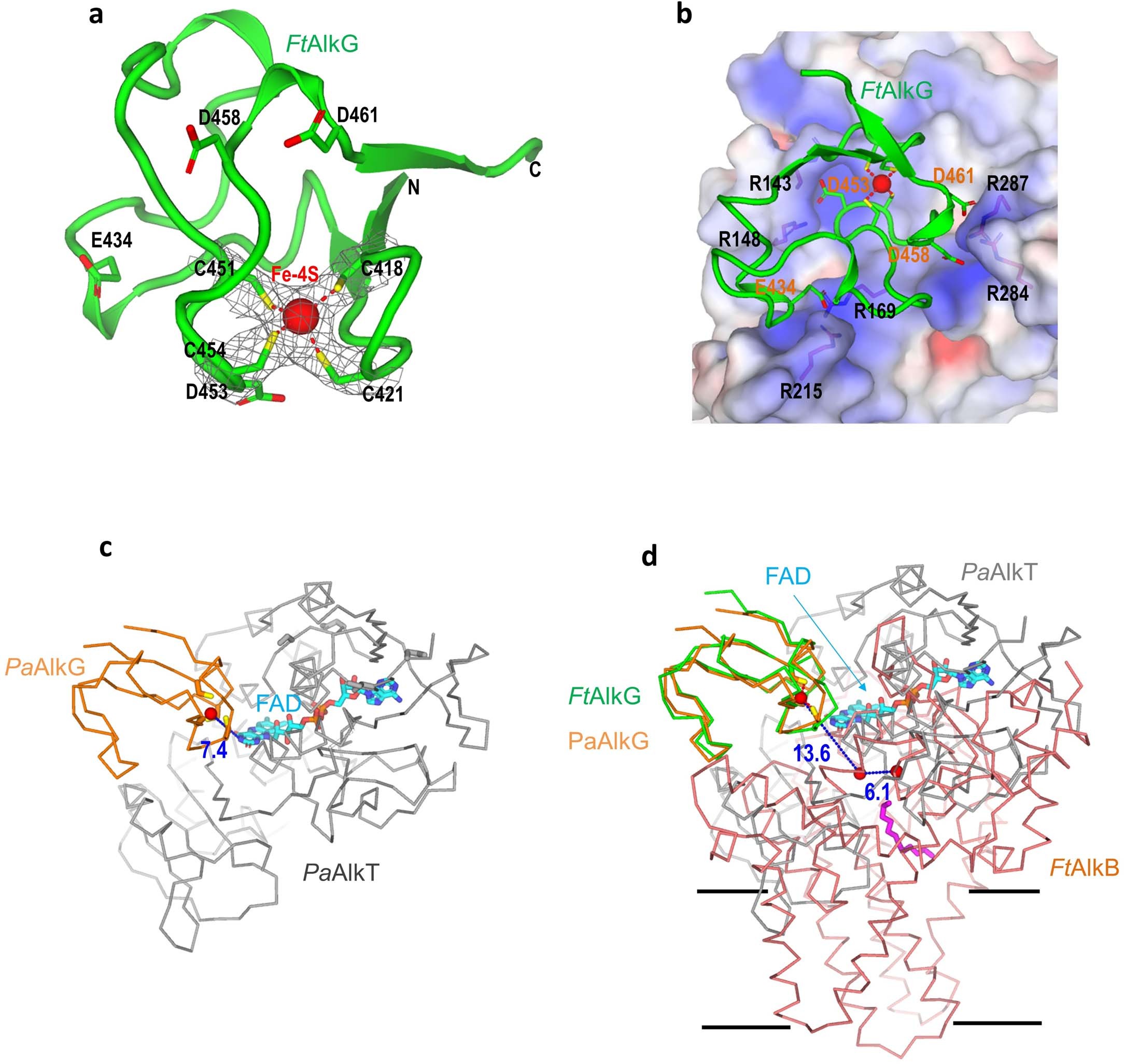 Extended Data Fig. 10: AlkG in electron transfer.