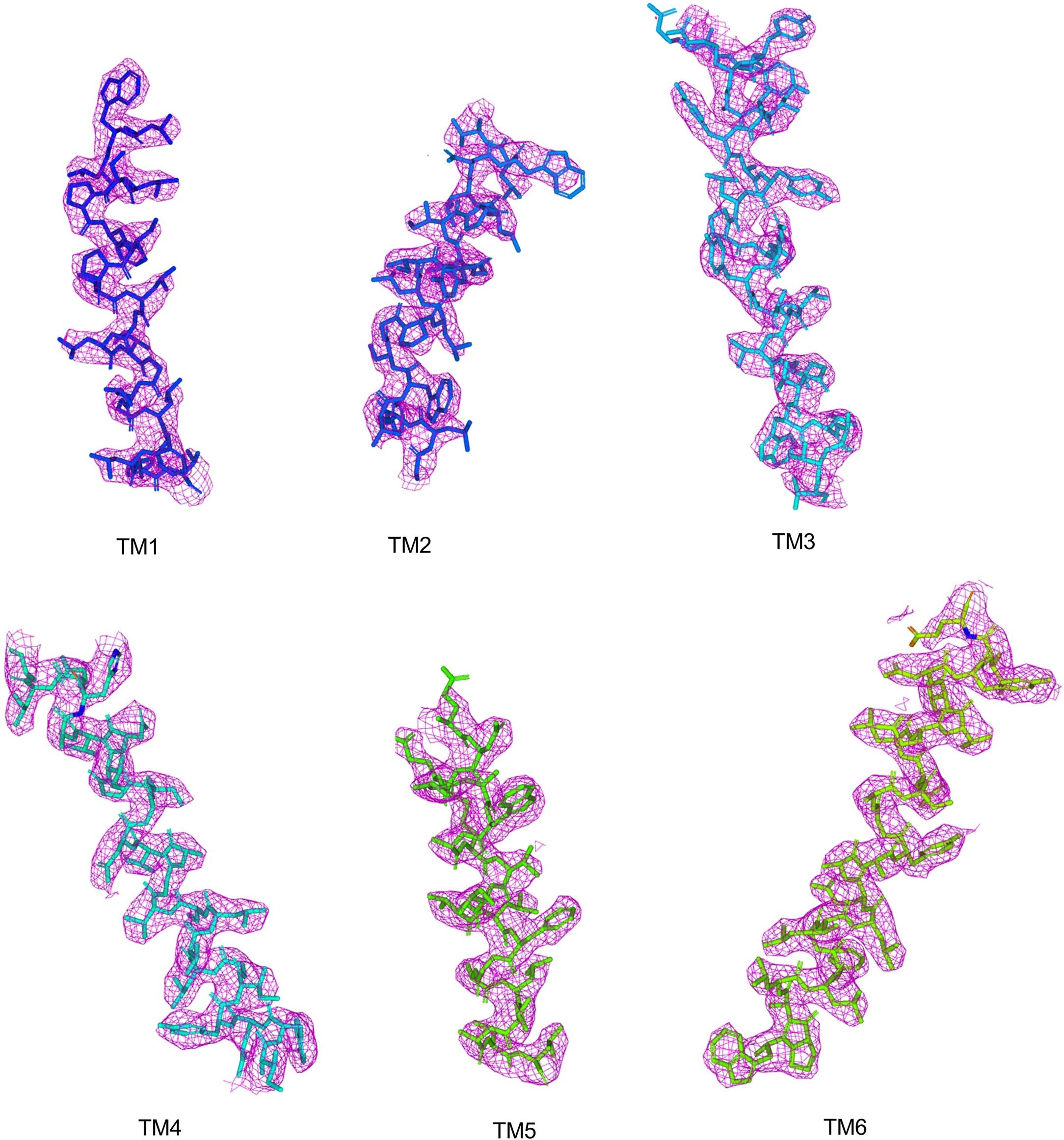 Extended Data Fig. 5: Quality of the cryo-EM maps.