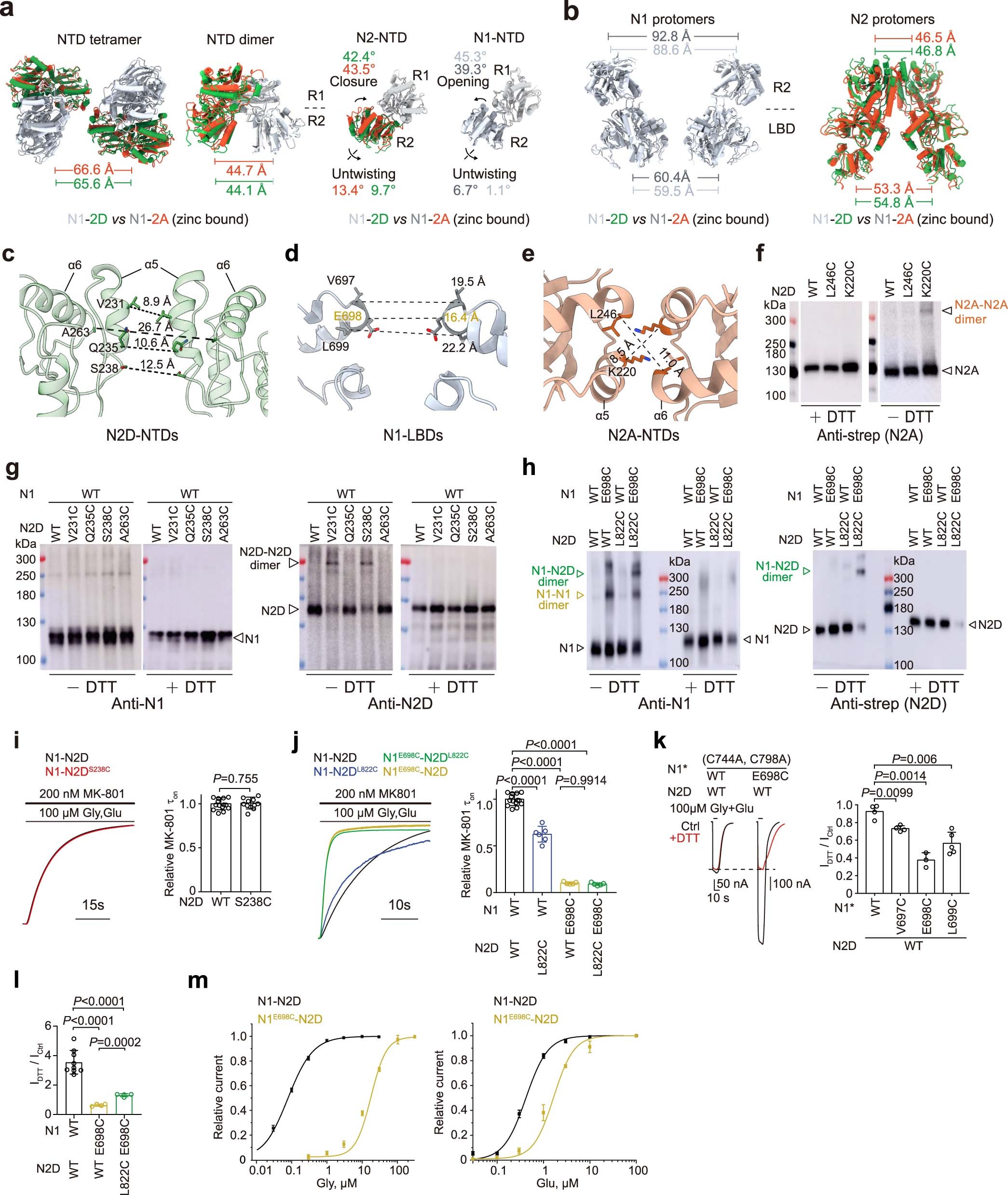 Extended Data Fig. 3: Structural, biochemical and electrophysiological analysis of N1a-N2D receptors.