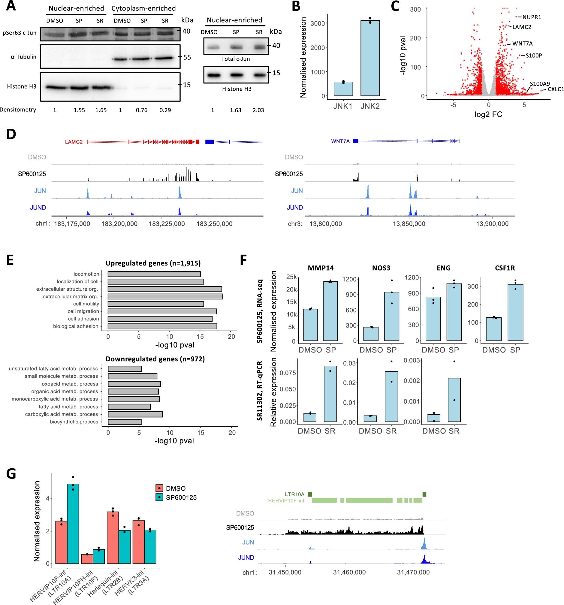 Extended Data Fig. 4: Effects of SP600125 treatment in hTSCs.