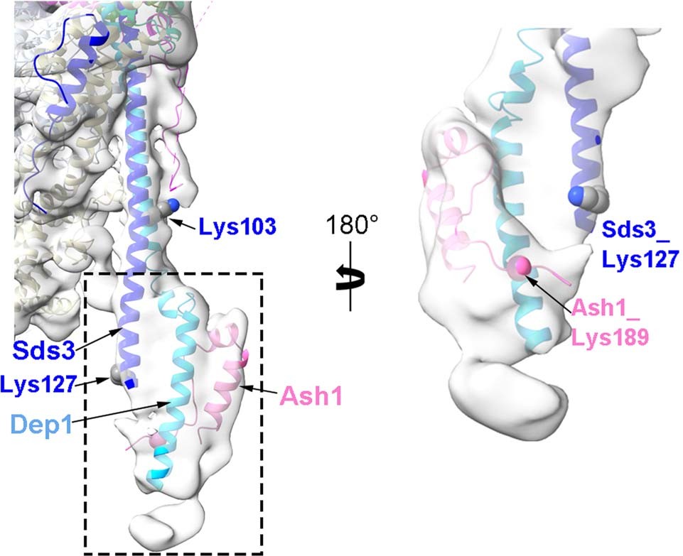 Extended Data Fig. 6: The structure of the Ash1 (residue 188–221).