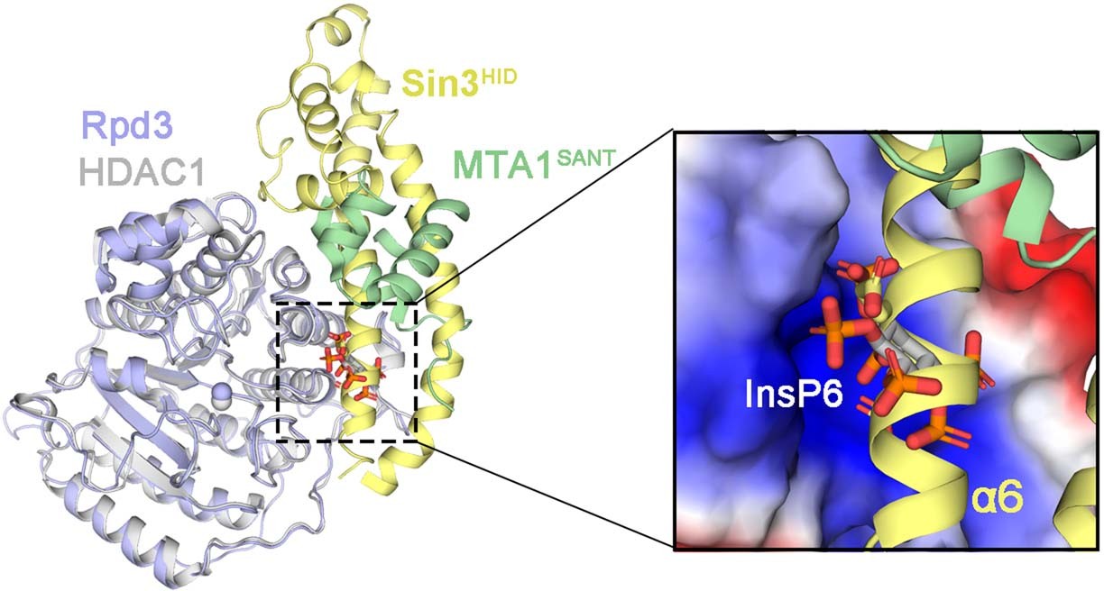 Extended Data Fig. 10: Superposition of yeast Rpd3-Sin3HID and human HDAC1-MTA1SANT.