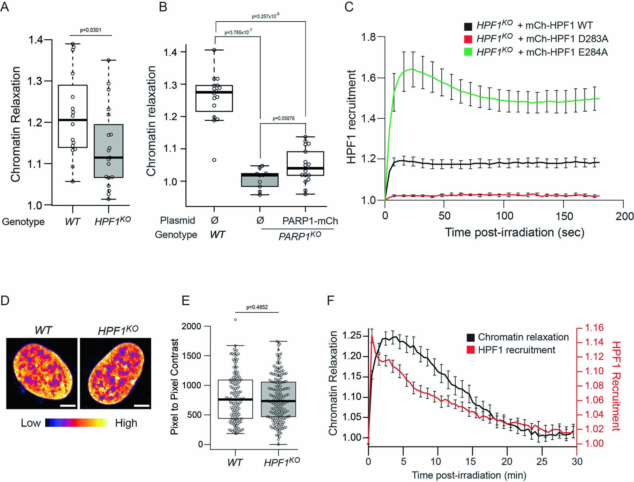 Extended Data Fig. 4: HPF1 promotes chromatin relaxation at sites of DNA damage.