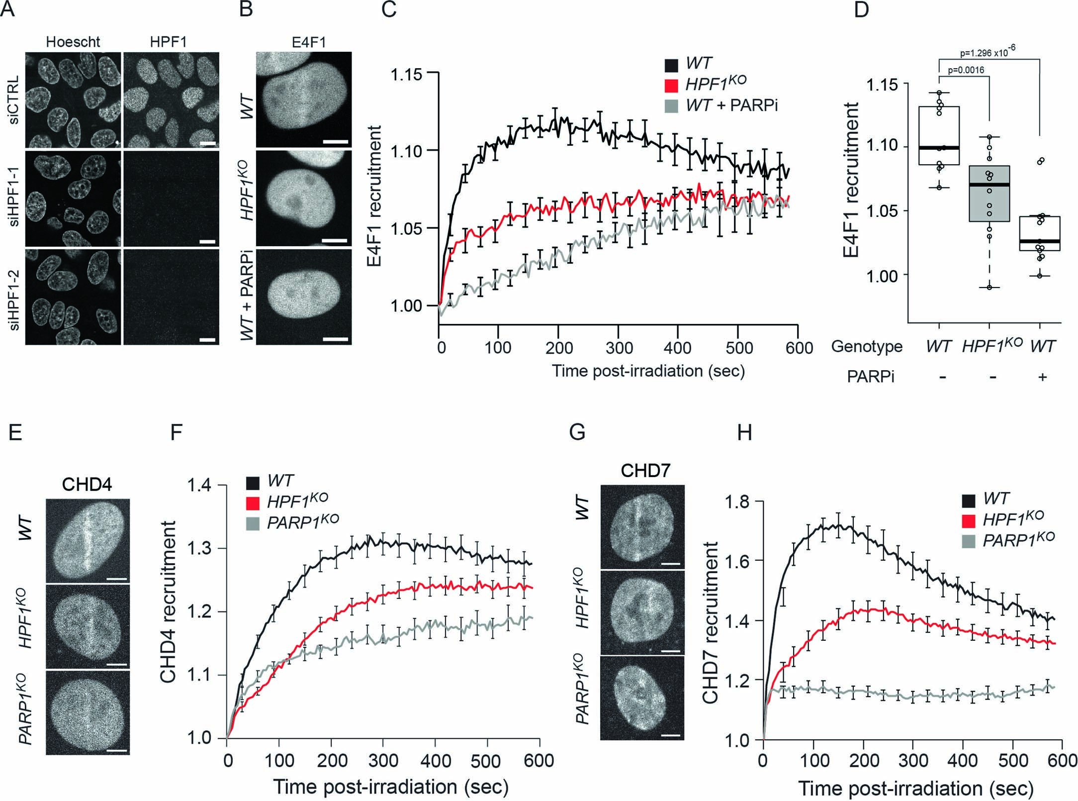 Extended Data Fig. 6: HPF1 regulates the recruitment of DNA-binding repair factors to sites of damage.