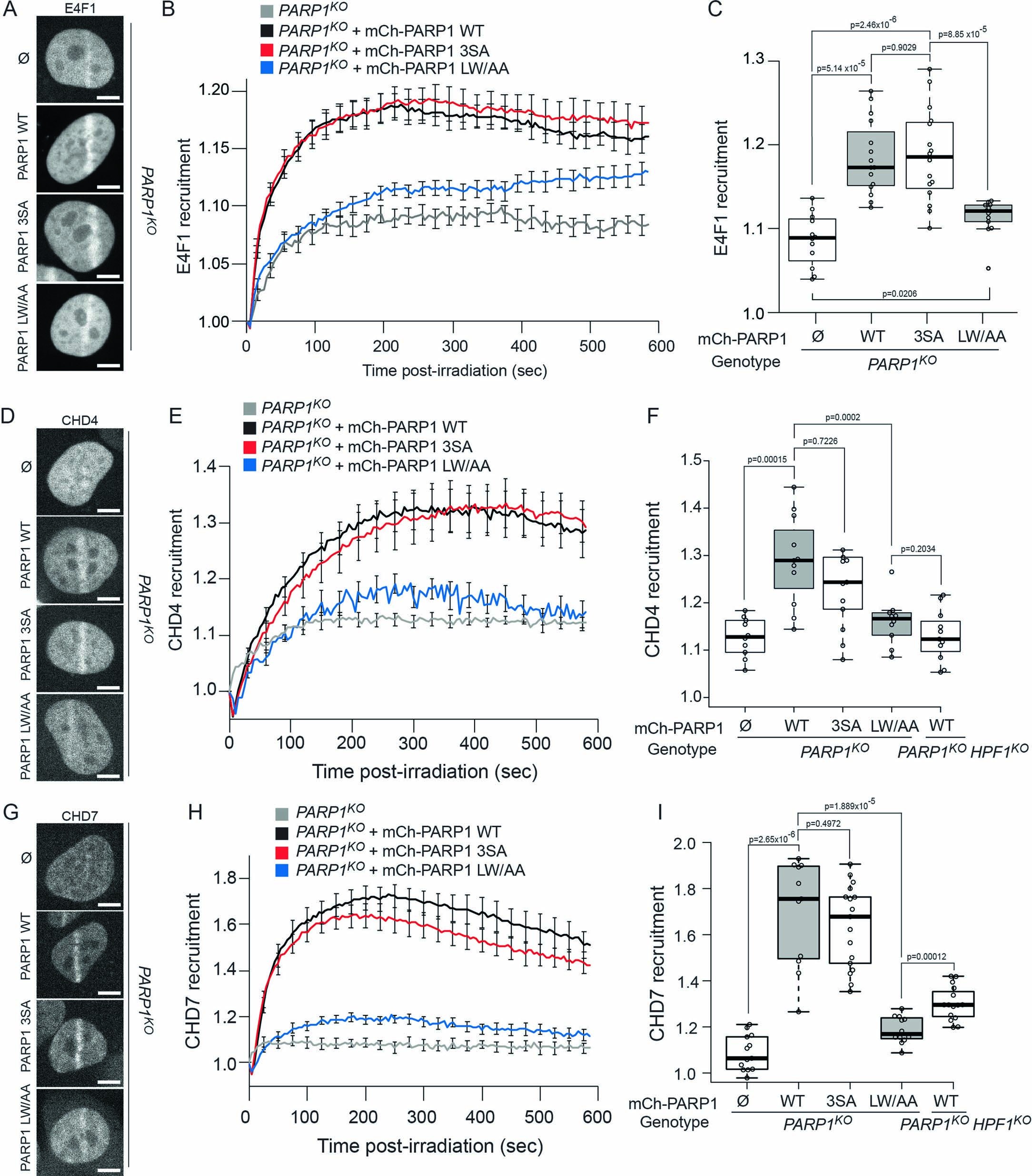 Extended Data Fig. 7: HPF1-dependent recruitment of DNA-binding repair factors to sites of damage is promoted by histone ADP-ribosylation.