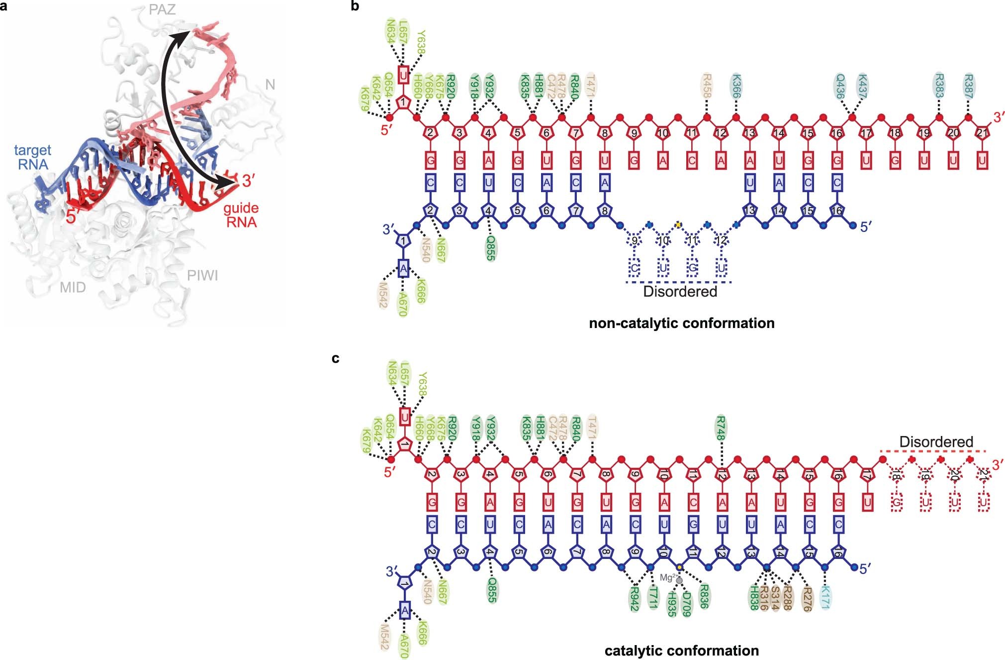 Extended Data Fig. 8: Comparison of catalytic and non-catalytic AtAgo10-guide-target structures.