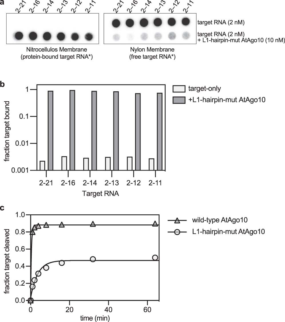 Extended Data Fig. 9: L1-hairpin-mut AtAgo10 is impaired in target-slicing but not target-binding.
