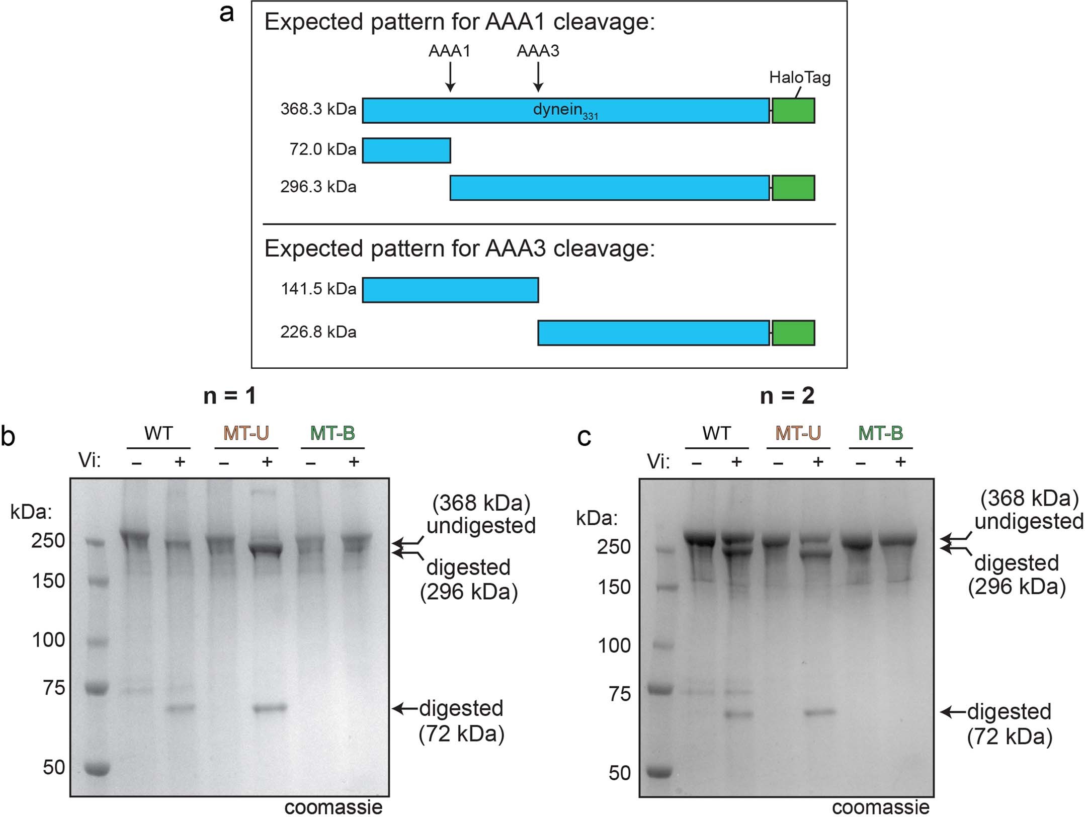 Extended Data Fig. 3: Vanadate-mediated photocleavage assay.