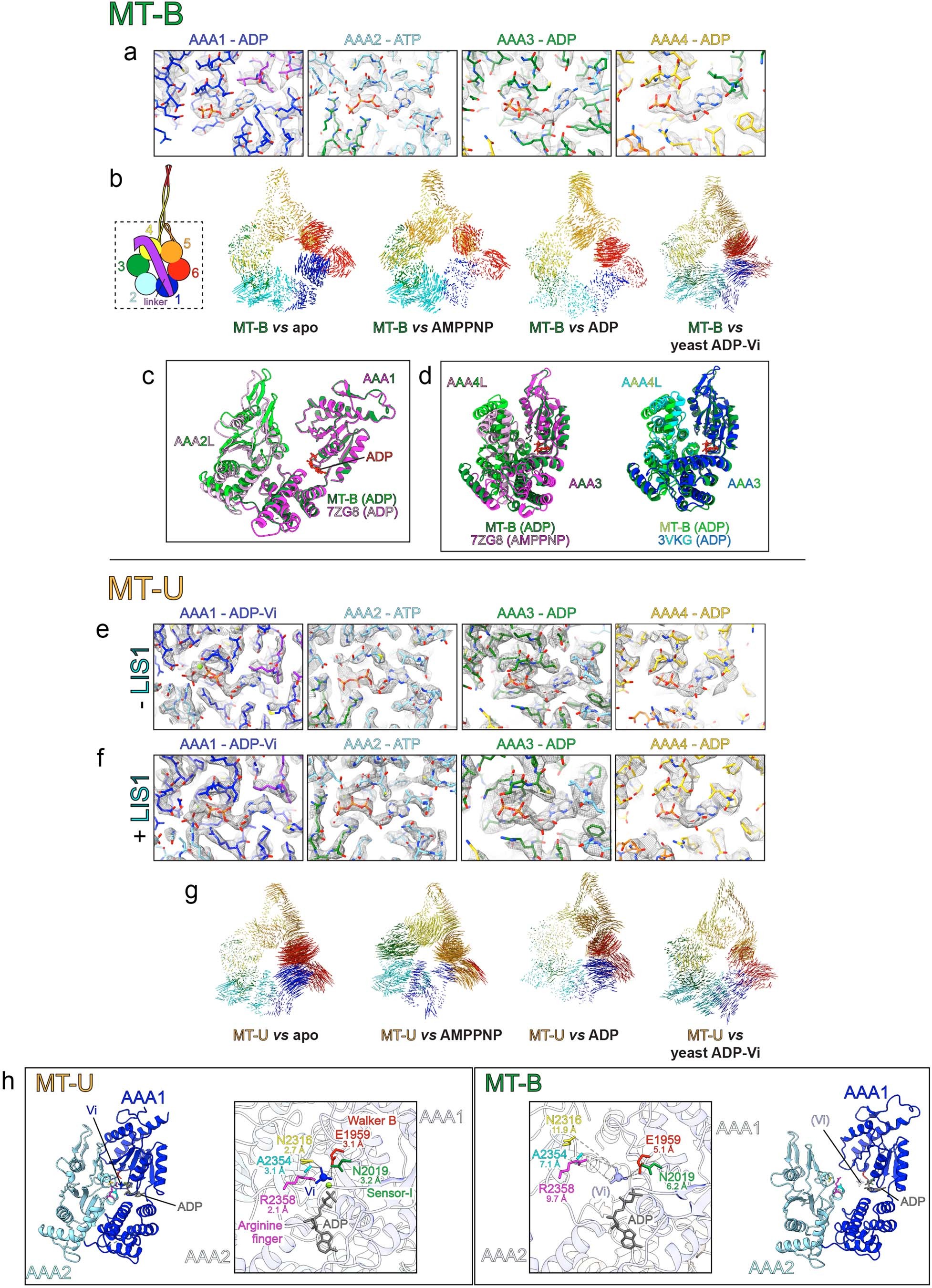 Extended Data Fig. 5: Additional analysis of human MT-U and MT-B cryo-EM structures.