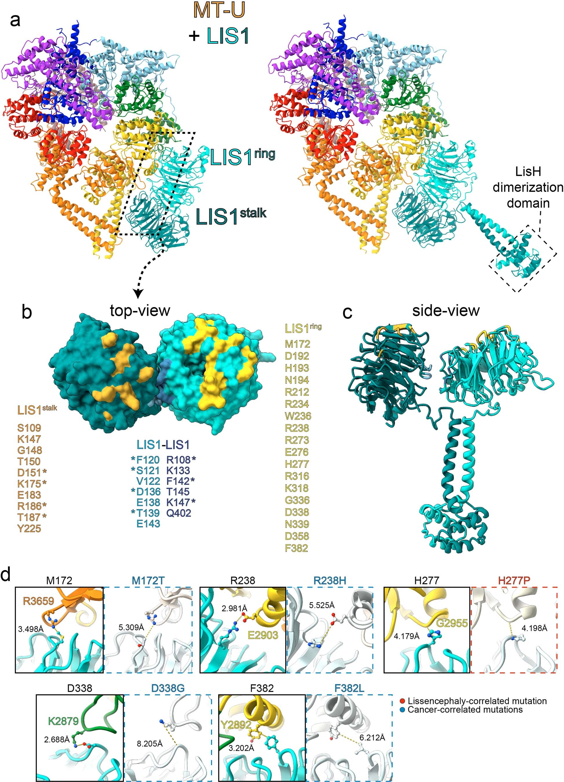 Extended Data Fig. 6: Additional analysis of LIS1-bound dyneinMOTORMT-U structure.