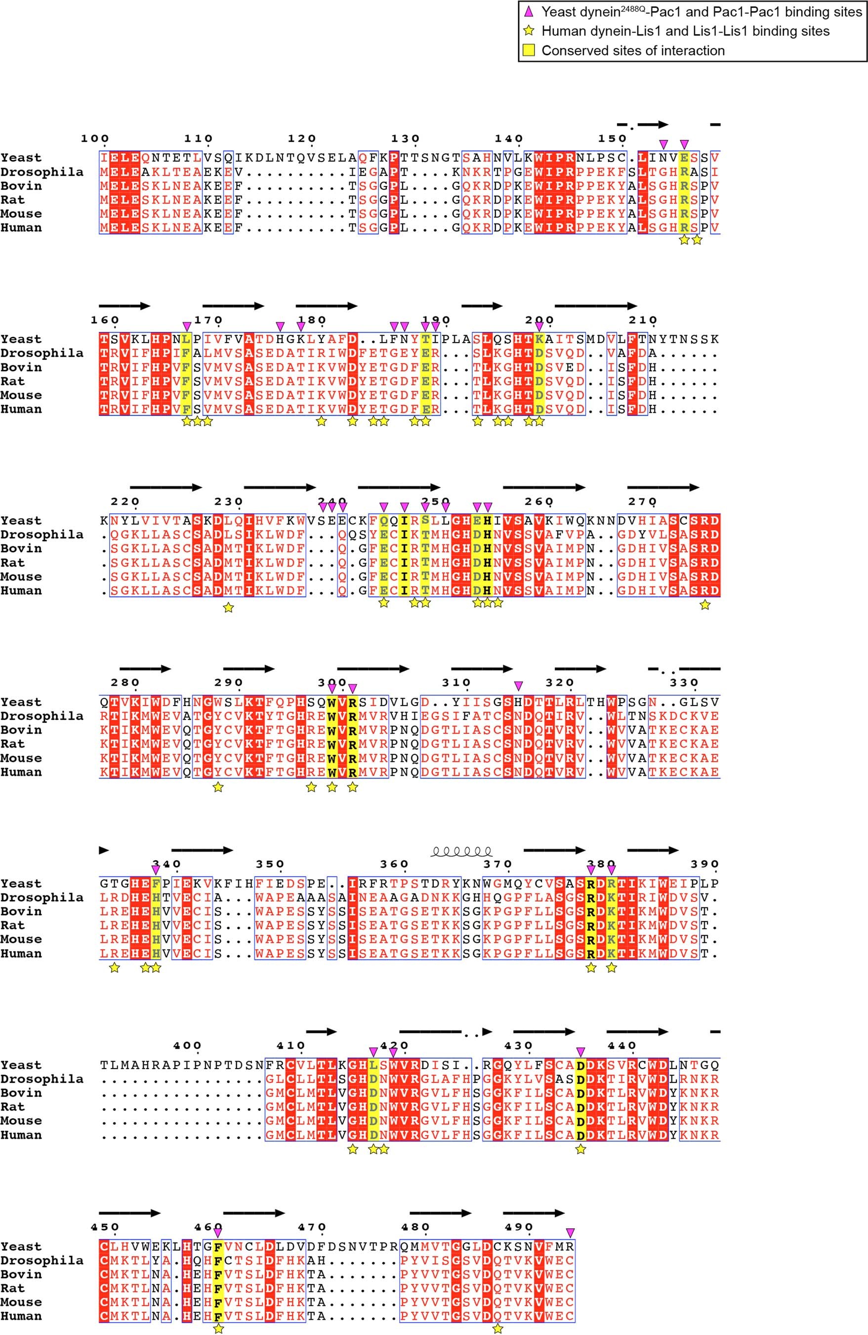 Extended Data Fig. 8: Sequence alignment of dynein-binding regions within LIS1 and homologs.