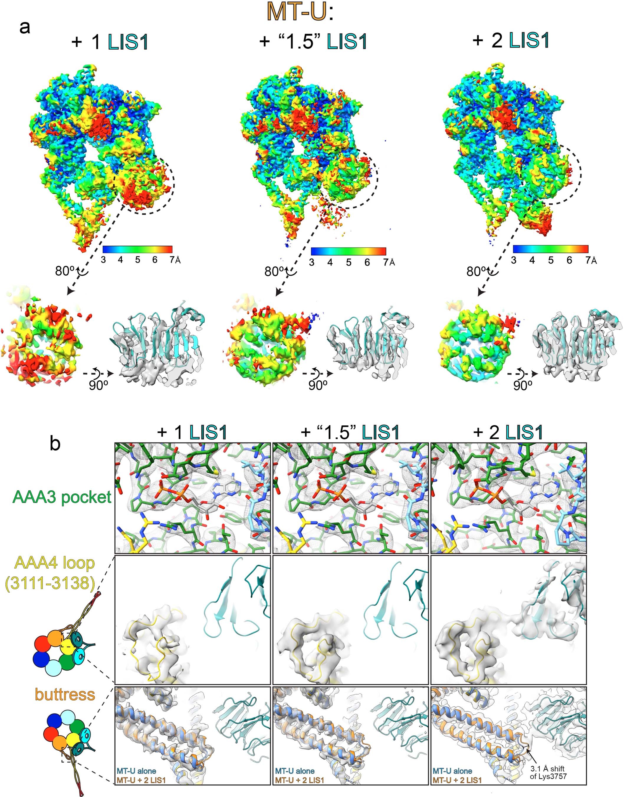 Extended Data Fig. 9: 3D classification analysis of LIS1-bound dyneinMOTORMT-U structures.