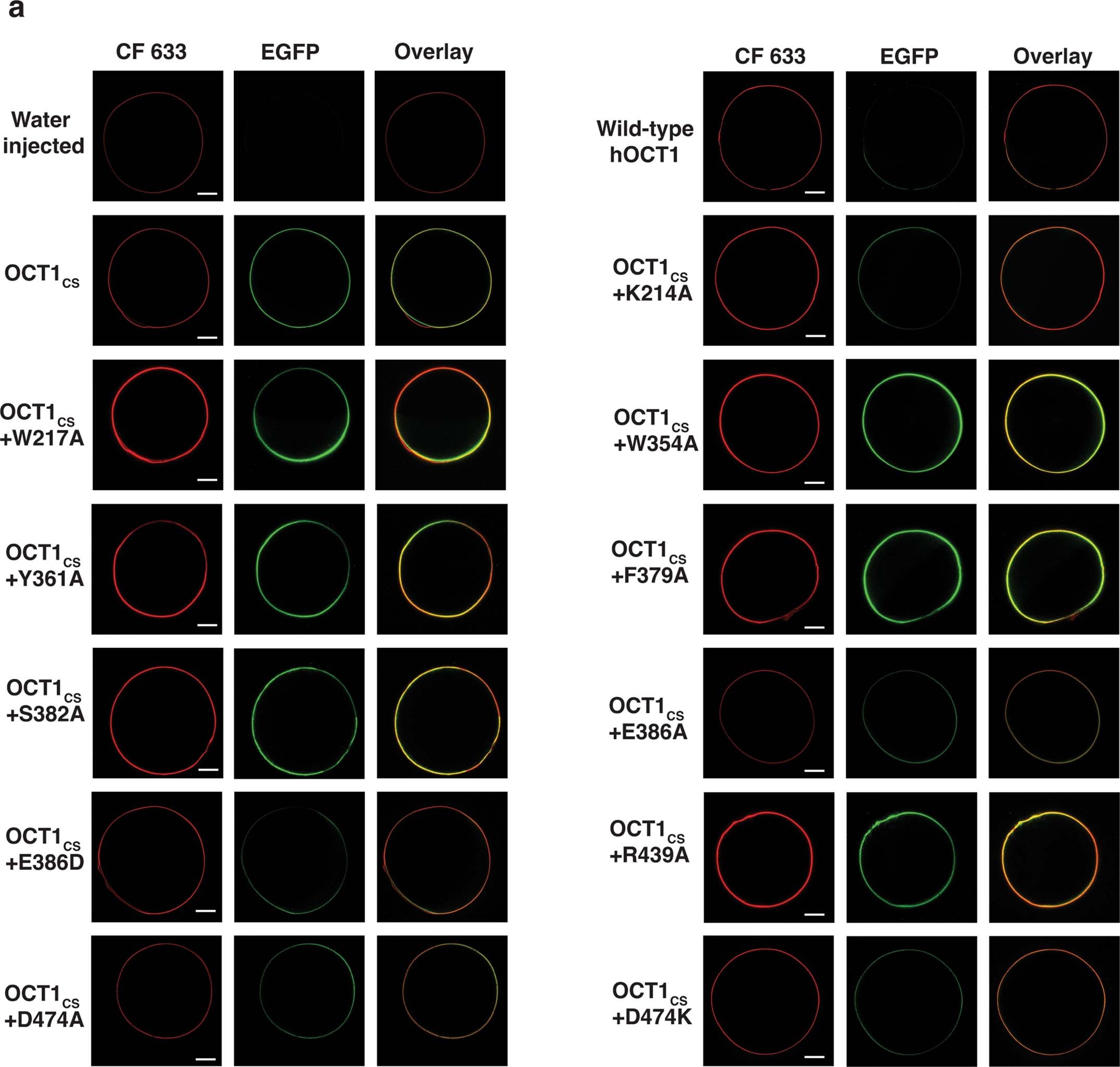 Extended Data Fig. 5: Surface expression of hOCT1-WT, OCT1CS and mutants.