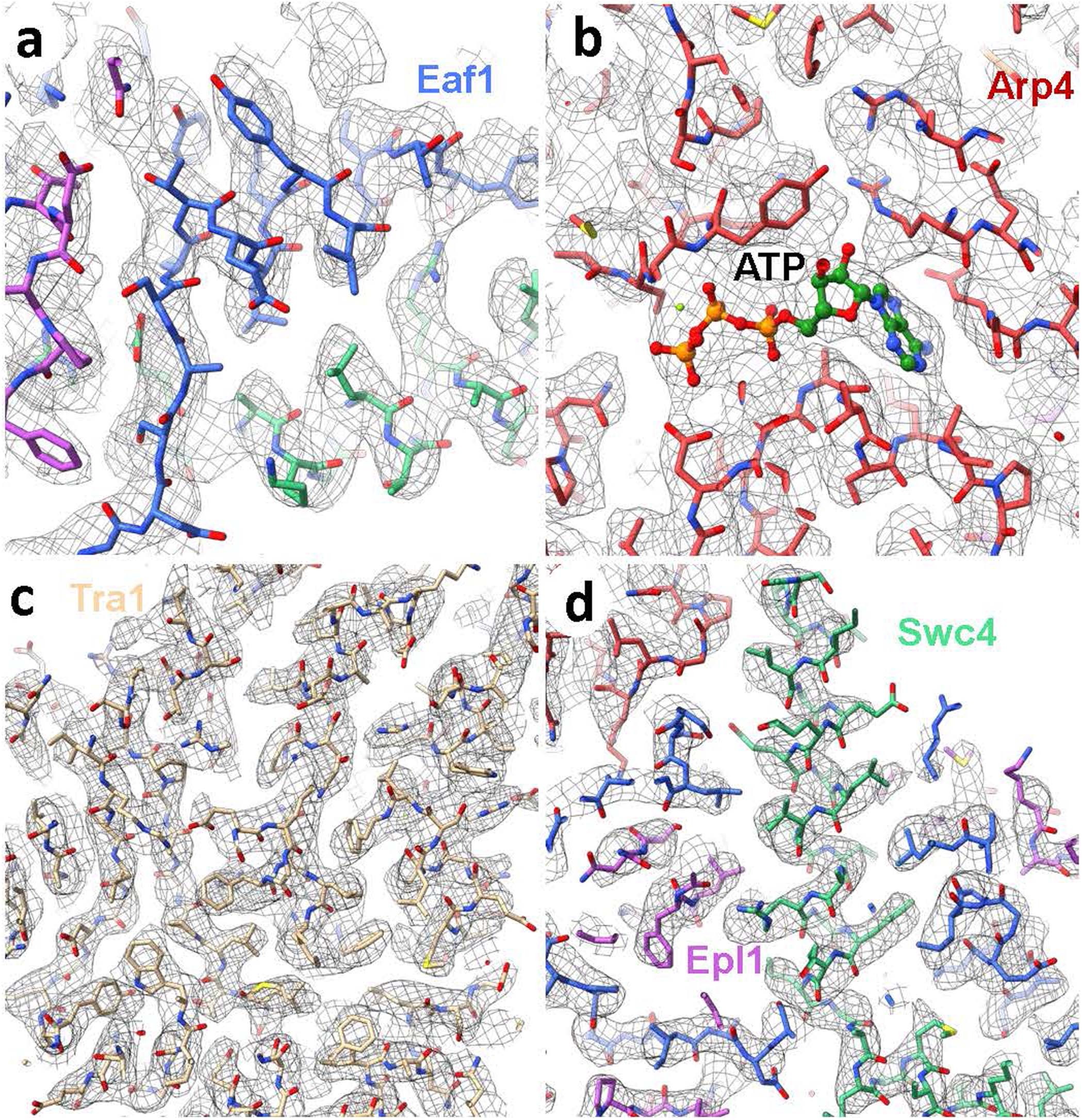 Extended Data Fig. 5: High resolution structure of the yeast NuA4 complex.