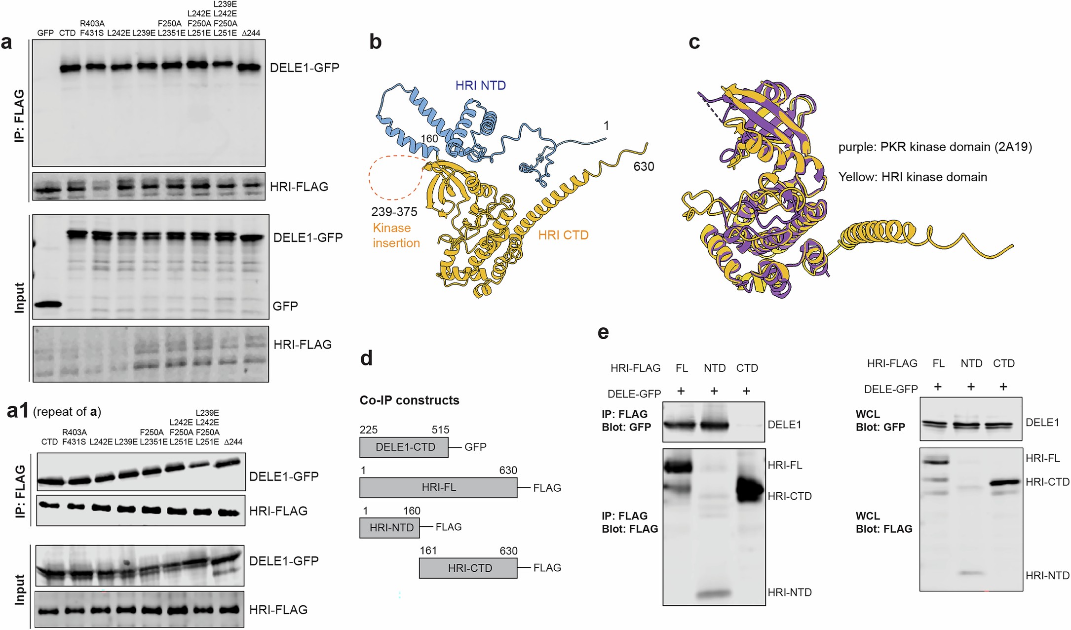 Extended Data Fig. 6: HRI NTD mediates its interactions with DELE1.