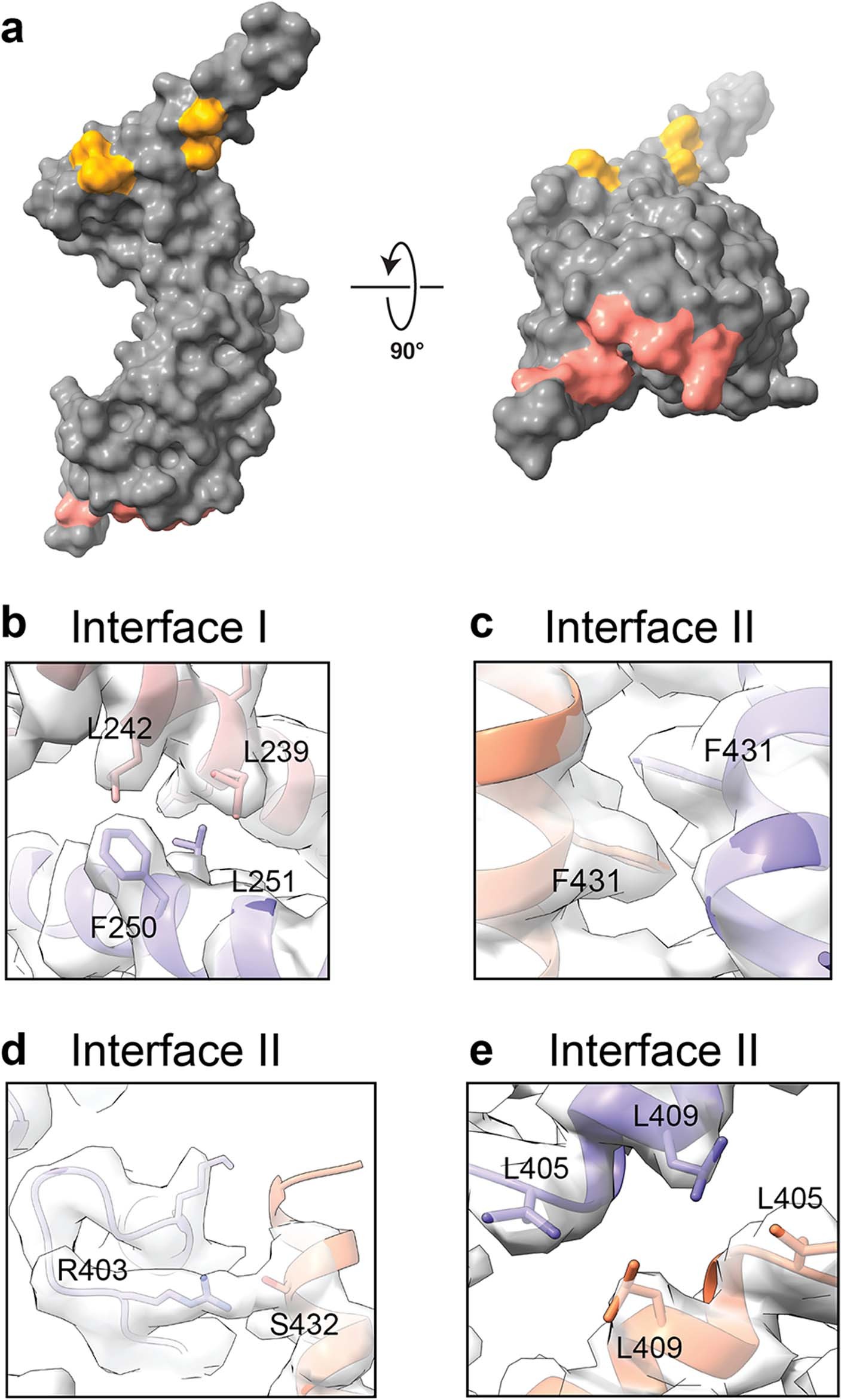 Extended Data Fig. 3: Inter-subunit interactions among the DELE1 oligomer.
