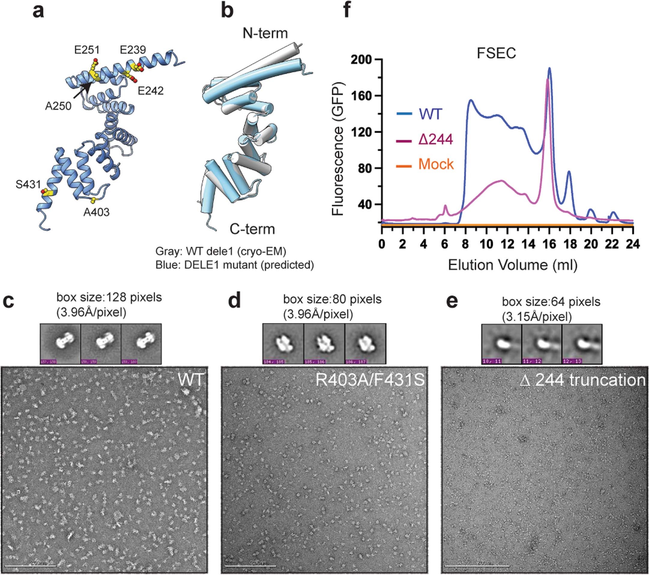 Extended Data Fig. 4: AlphaFold2-predicted models of DELE1 and negative stain EM.