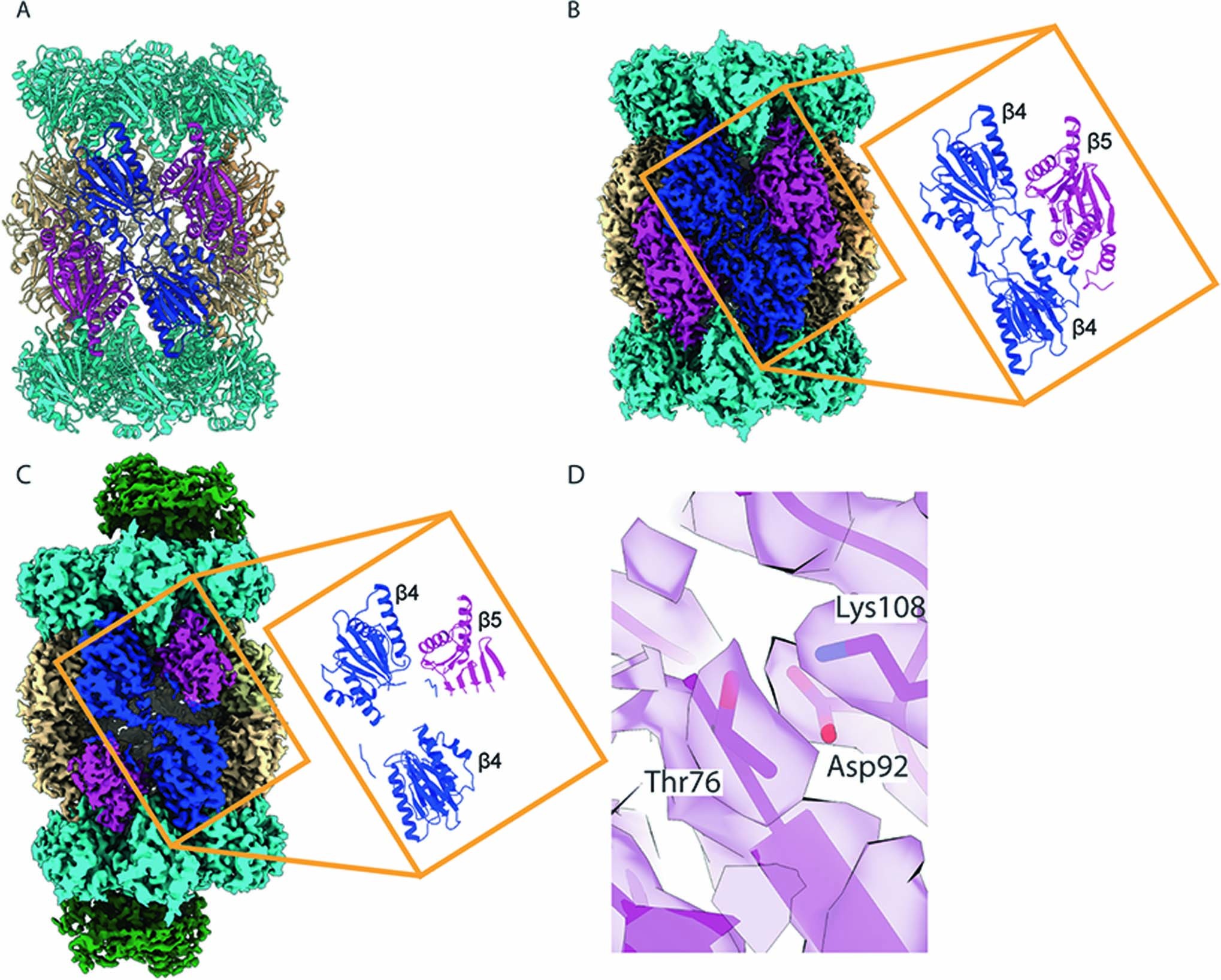 Extended Data Fig. 5: Comparison of the Preholoproteasome and 20S Structures.