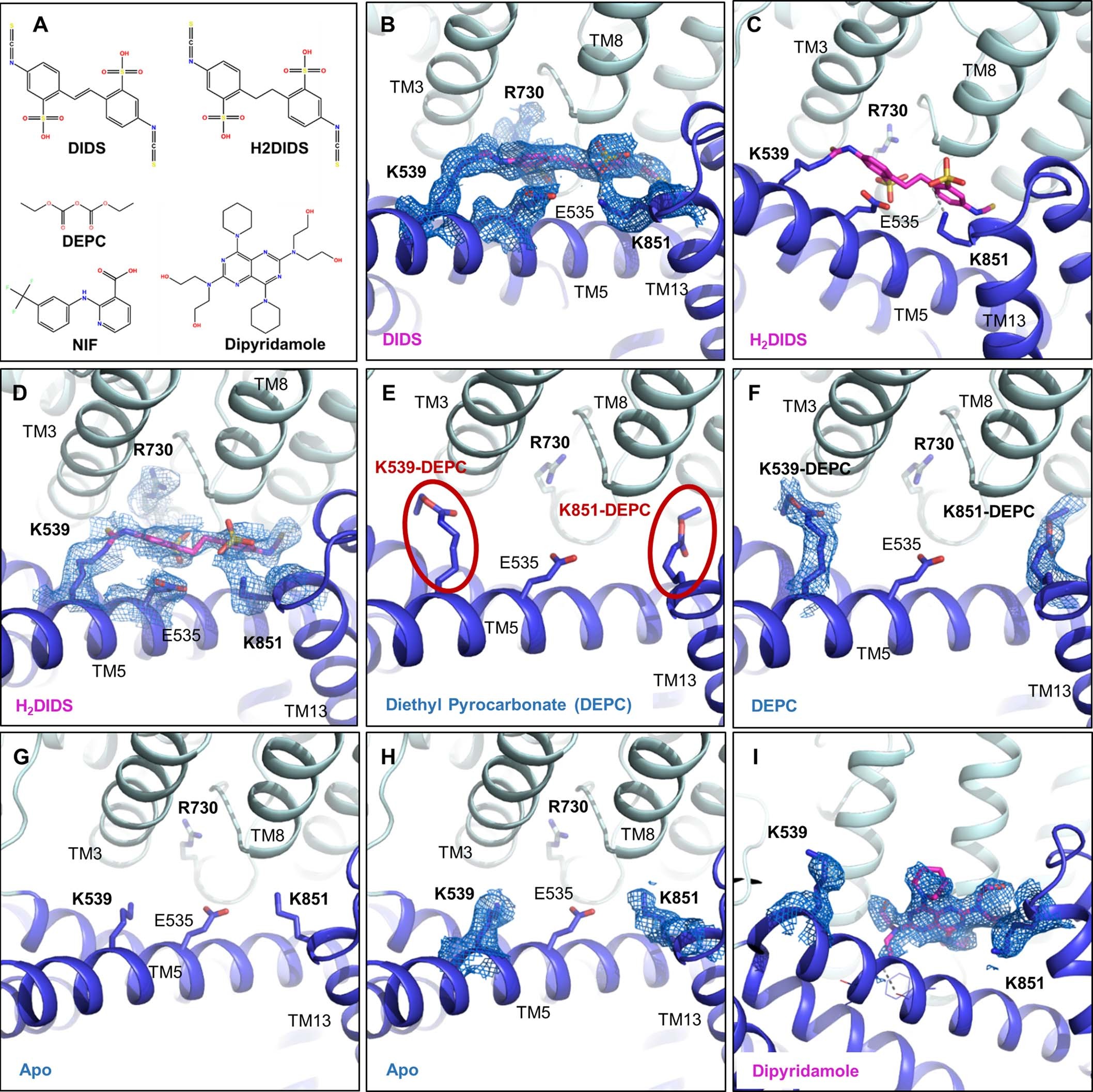 Extended Data Fig. 6: Structure and Density of AE1-Bound Inhibitors.