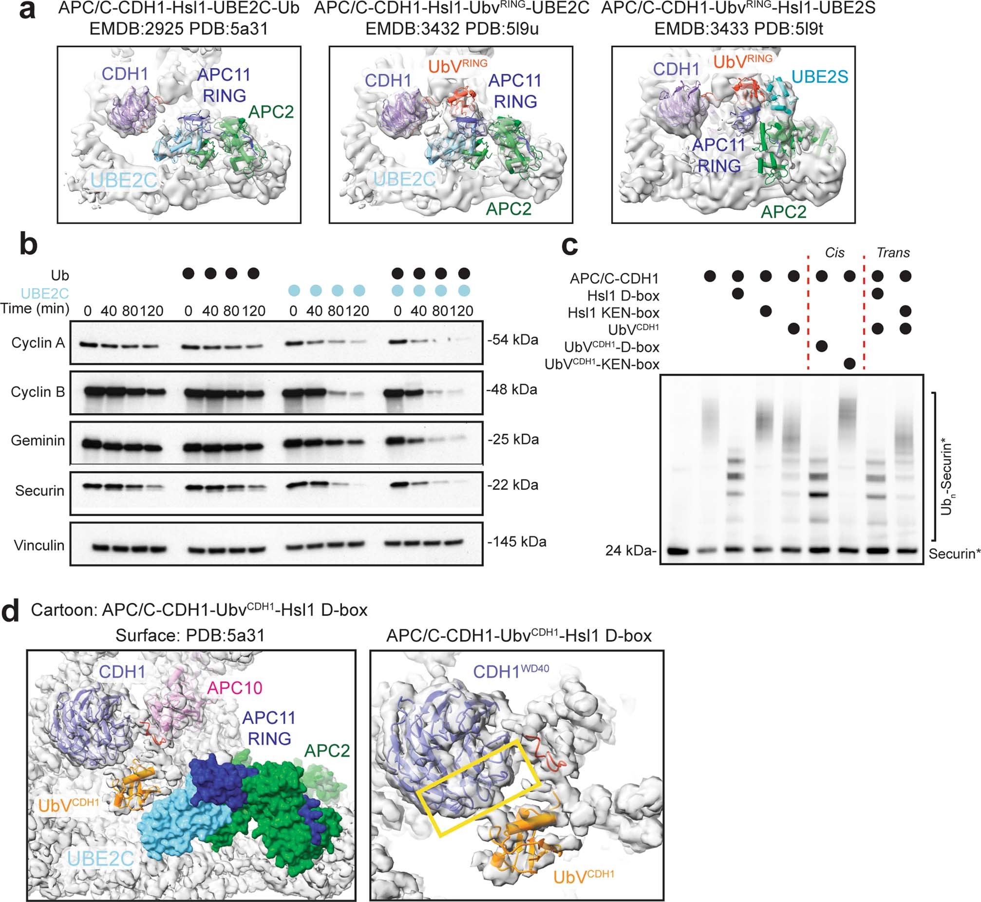Extended Data Fig. 6: Previous artificially-trapped APC/C structures mimicking substrate ubiquitination.