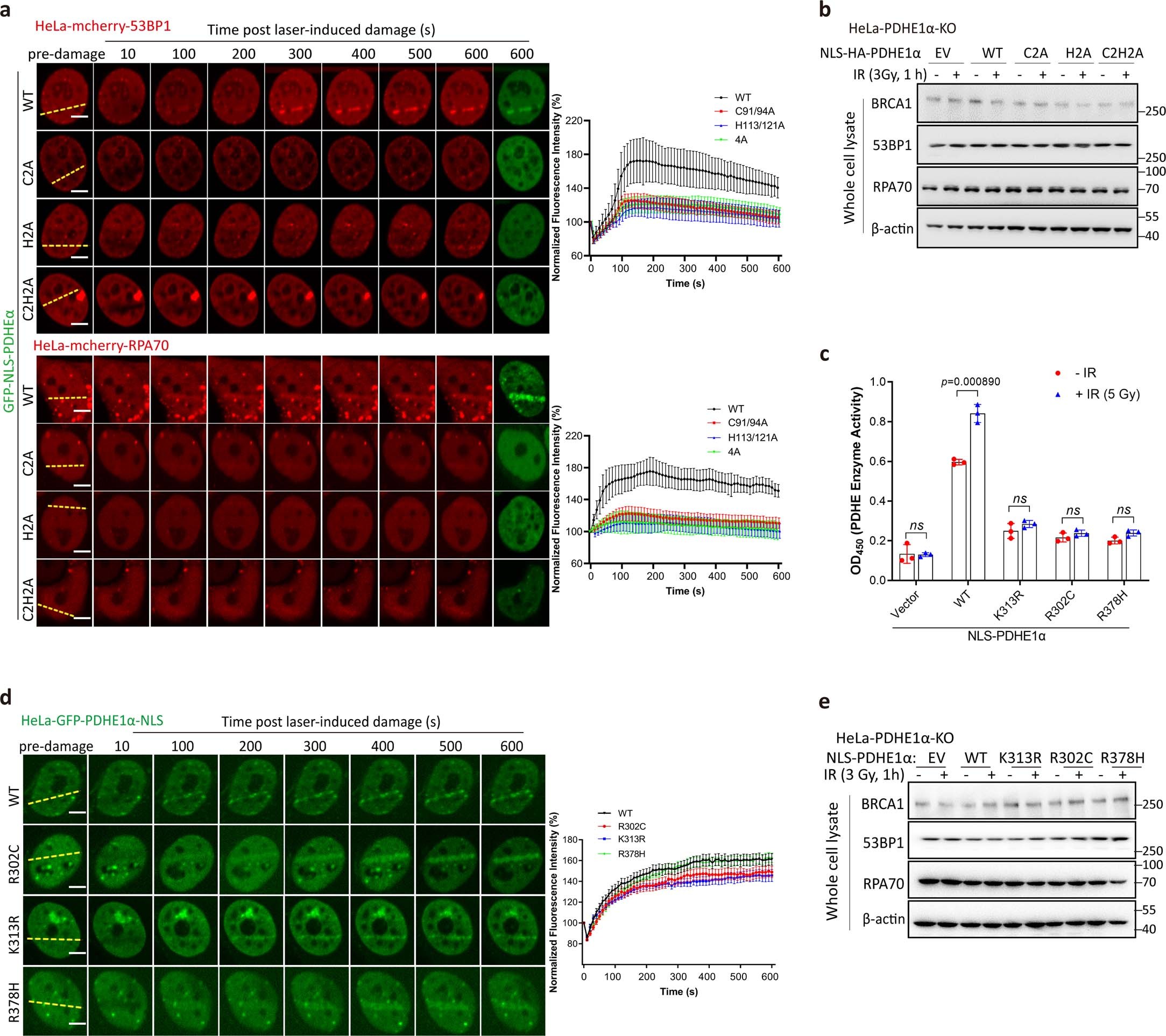 Extended Data Fig. 7: PDHE1α PARylation coordinated with its enzyme activity is required for chromatin accessibility after DNA damage.