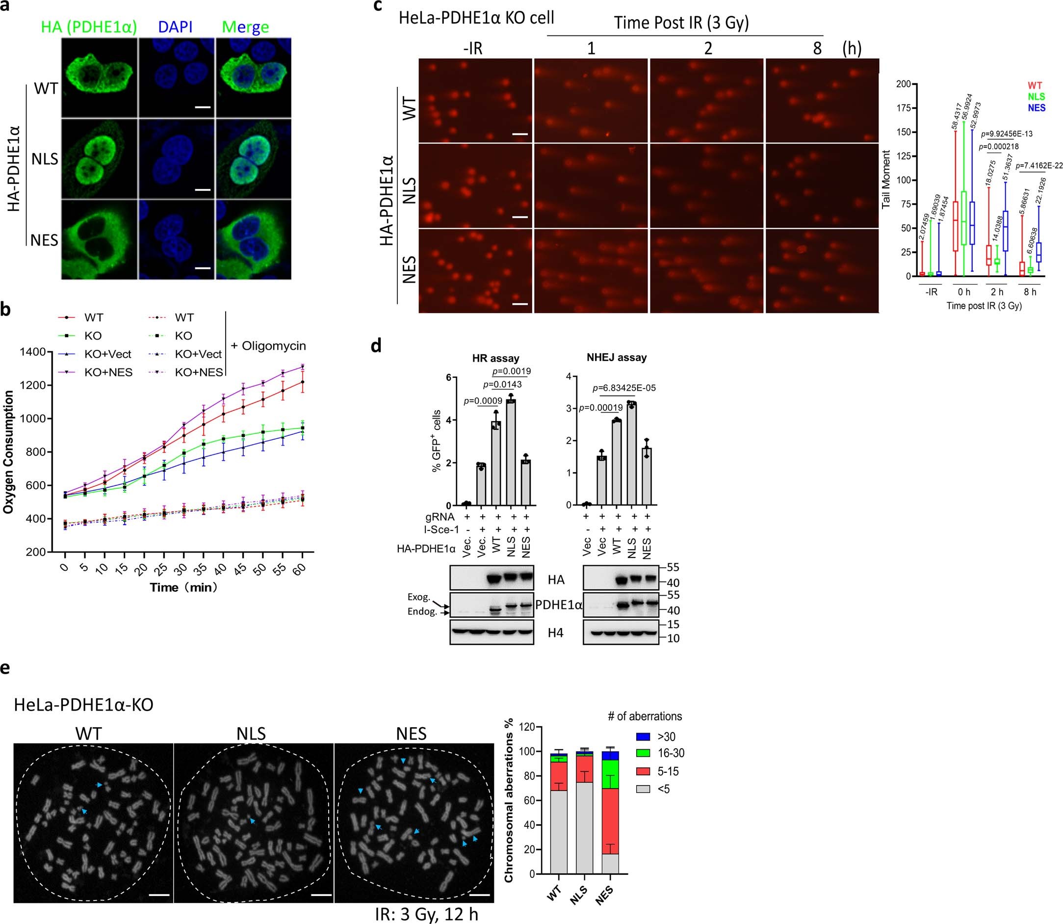 Extended Data Fig. 9: NLS-fused, but not NES-fused PDHE1α facilitates DNA damage repair and maintains genome integrity.