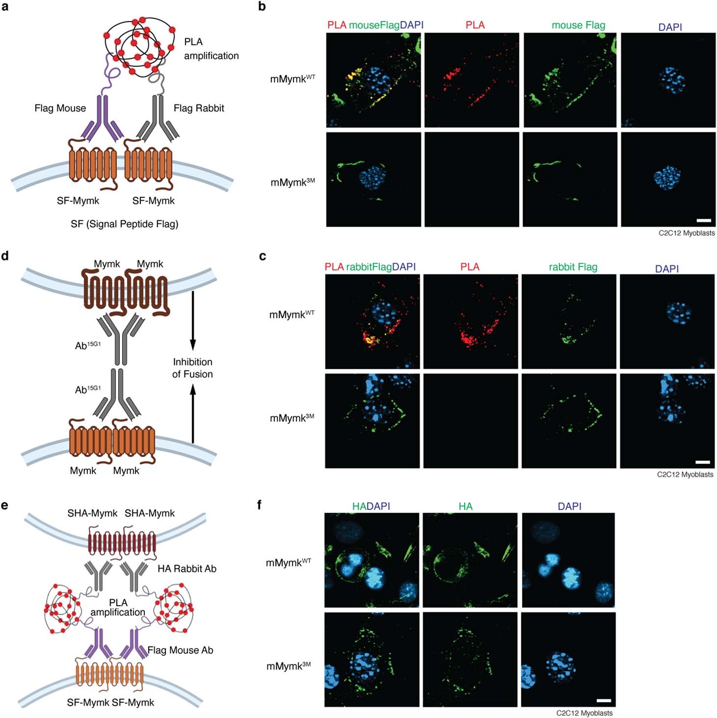 Extended Data Fig. 5
