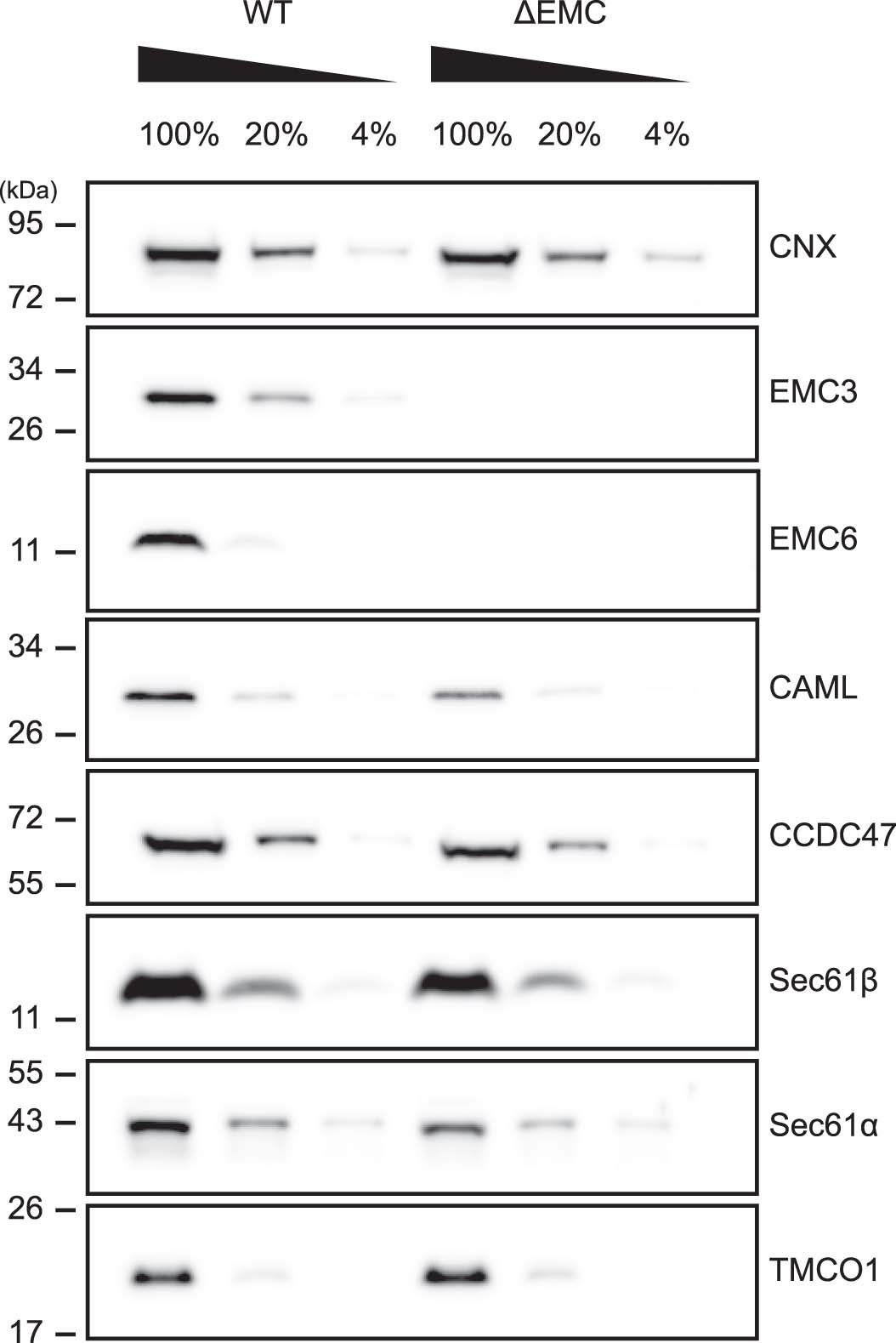 Extended Data Fig. 1: Characterization of ΔEMC cells.