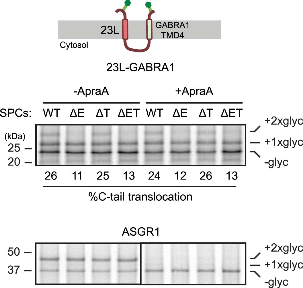 Extended Data Fig. 2: Characterization of GABRA1 C-terminal TMD insertion.