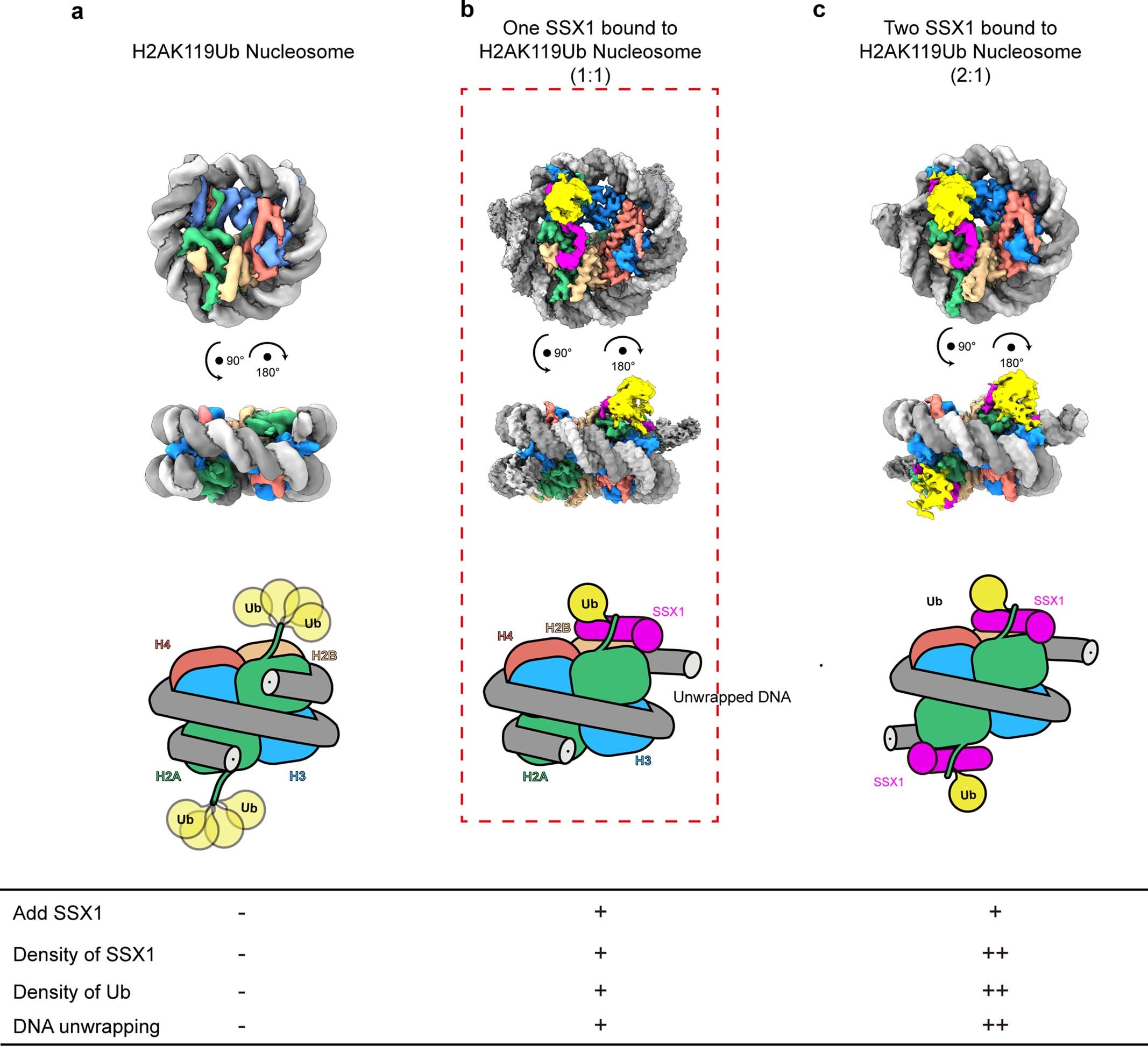 Extended Data Fig. 7: Structural comparison of the H2AK119Ub nucleosome and SSX1-H2AK119Ub nucleosome complex (1:1 complex), SSX1-H2AK119Ub nucleosome complex (2:1 complex).
