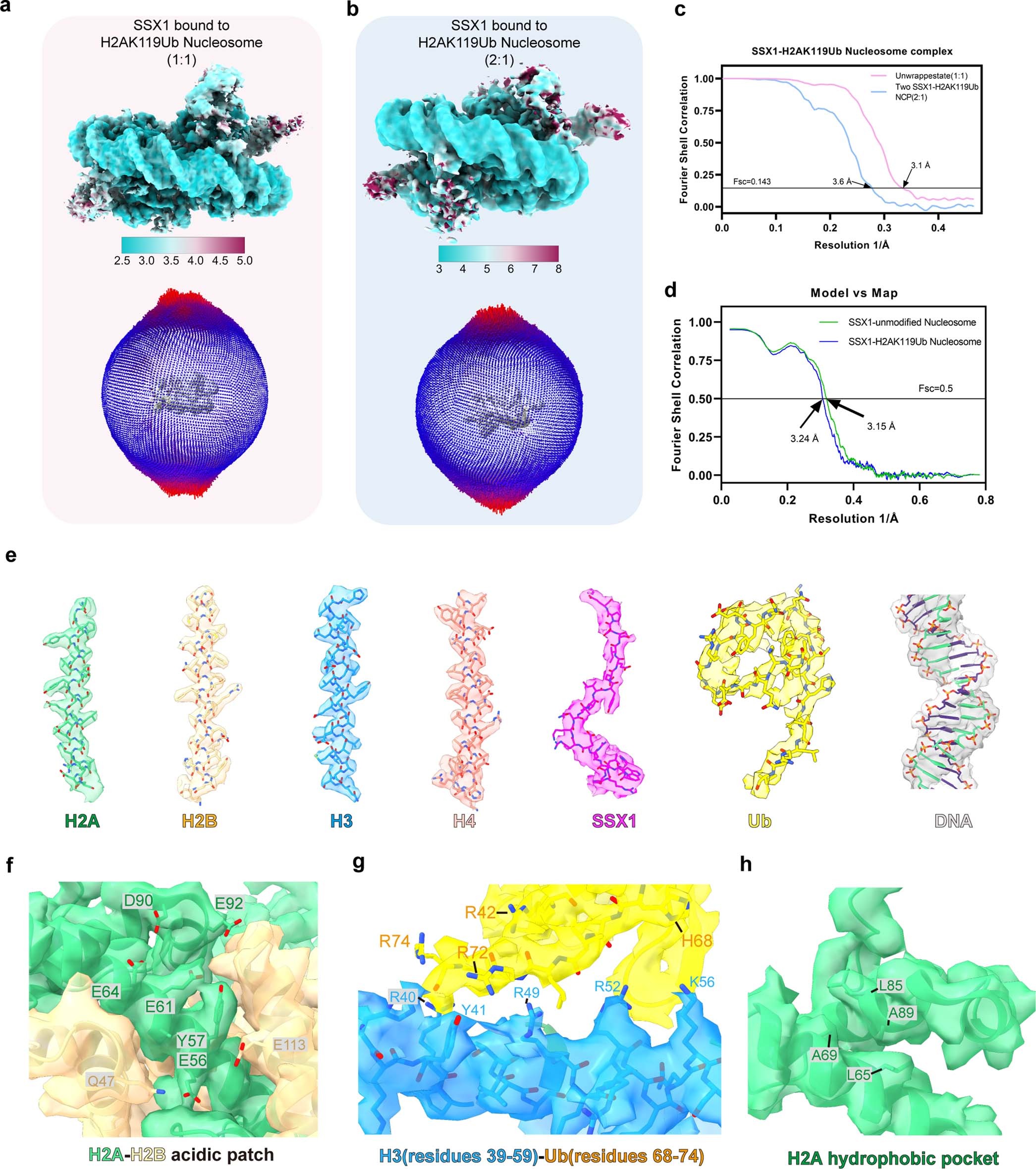 Extended Data Fig. 3: Cryo-EM validation and example density for the structure of SSX1-H2AK119Ub nucleosome complex.