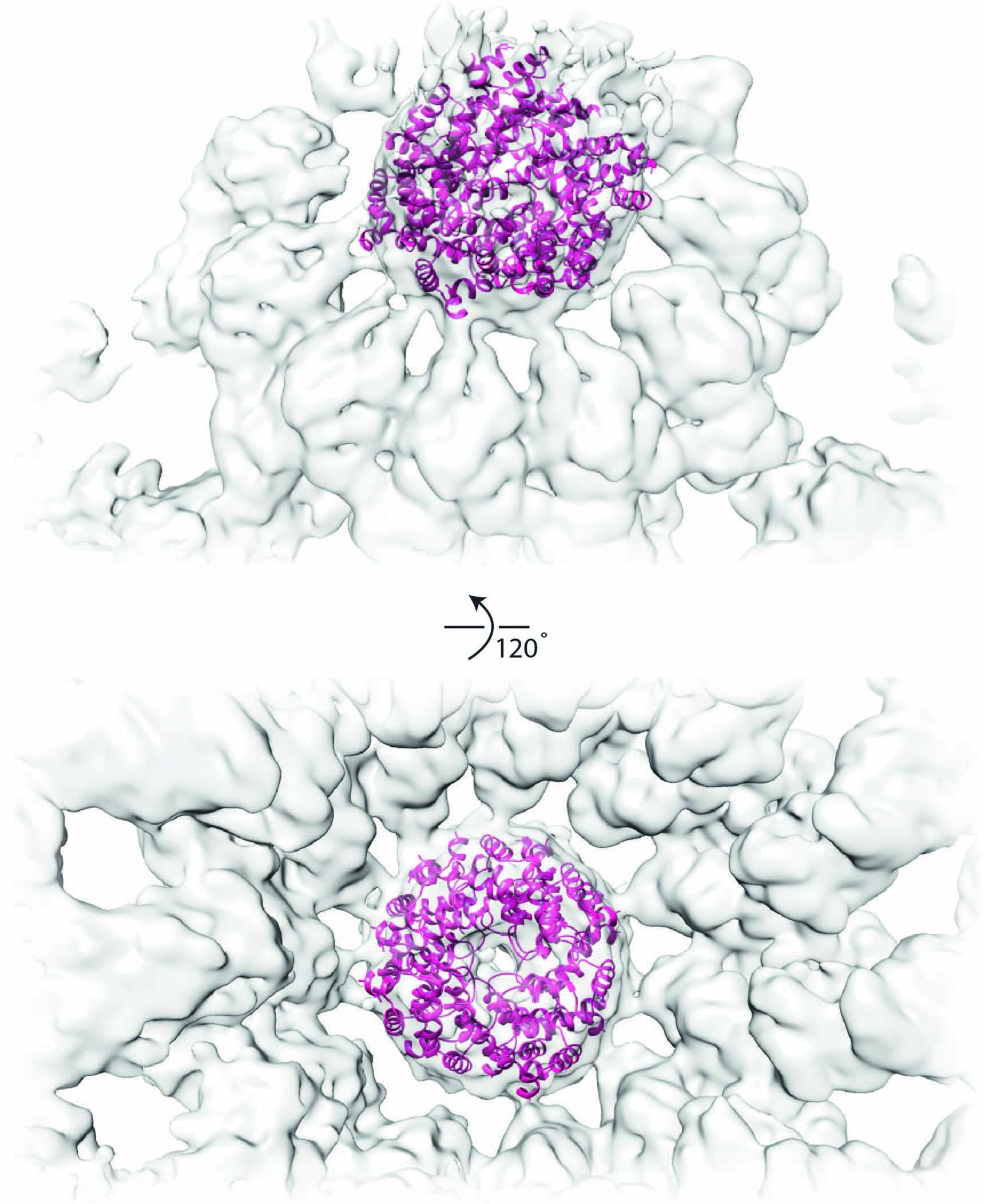 Extended Data Fig. 4: The CARD domain of human NLRC4 inflammasome.