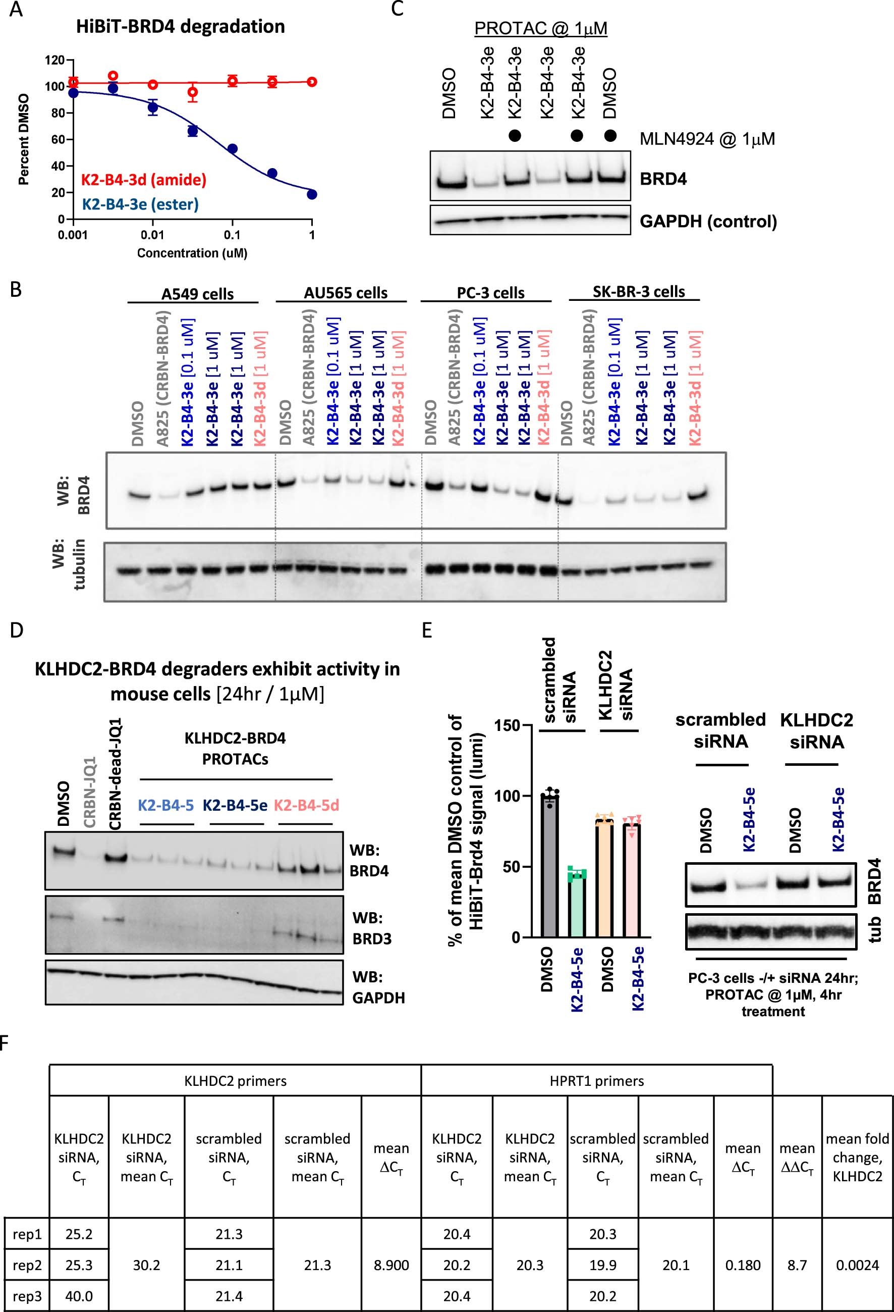 Extended Data Fig. 2: Additional cell-based characterization of KLHDC2-based degraders.