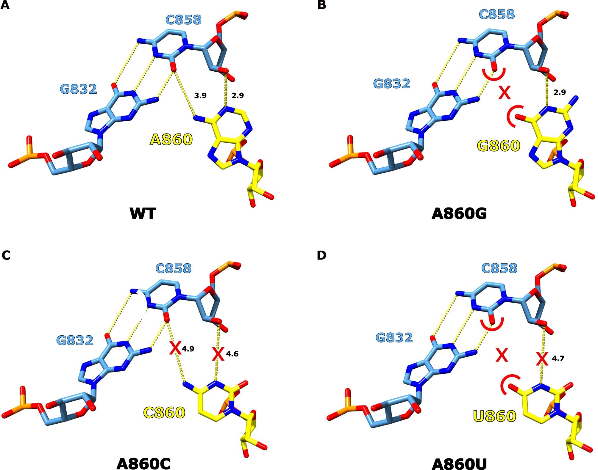 Extended Data Fig. 8: Structural basis for the conservation of the branch-site adenosine.