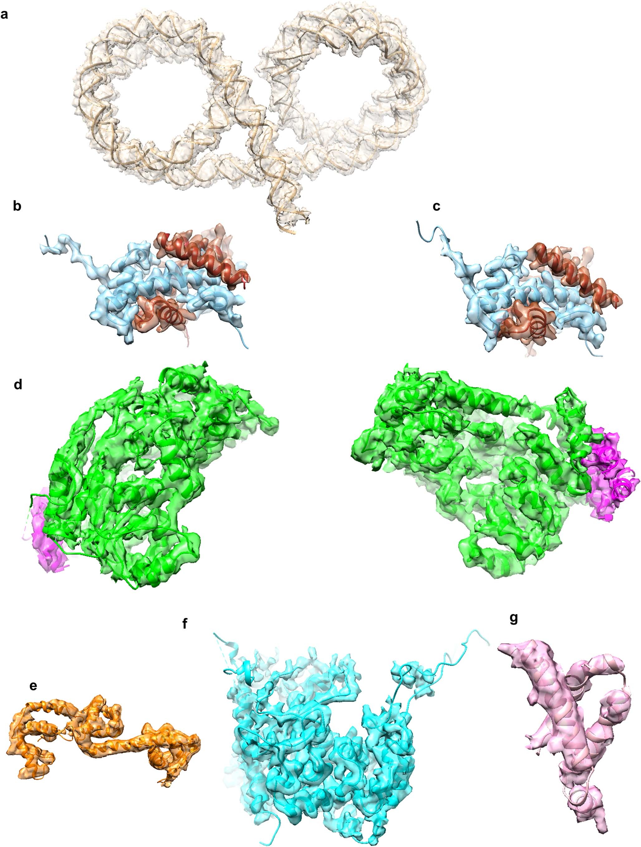 Extended Data Fig. 2: Local density maps of the Isw1a-dinucleosome complex.