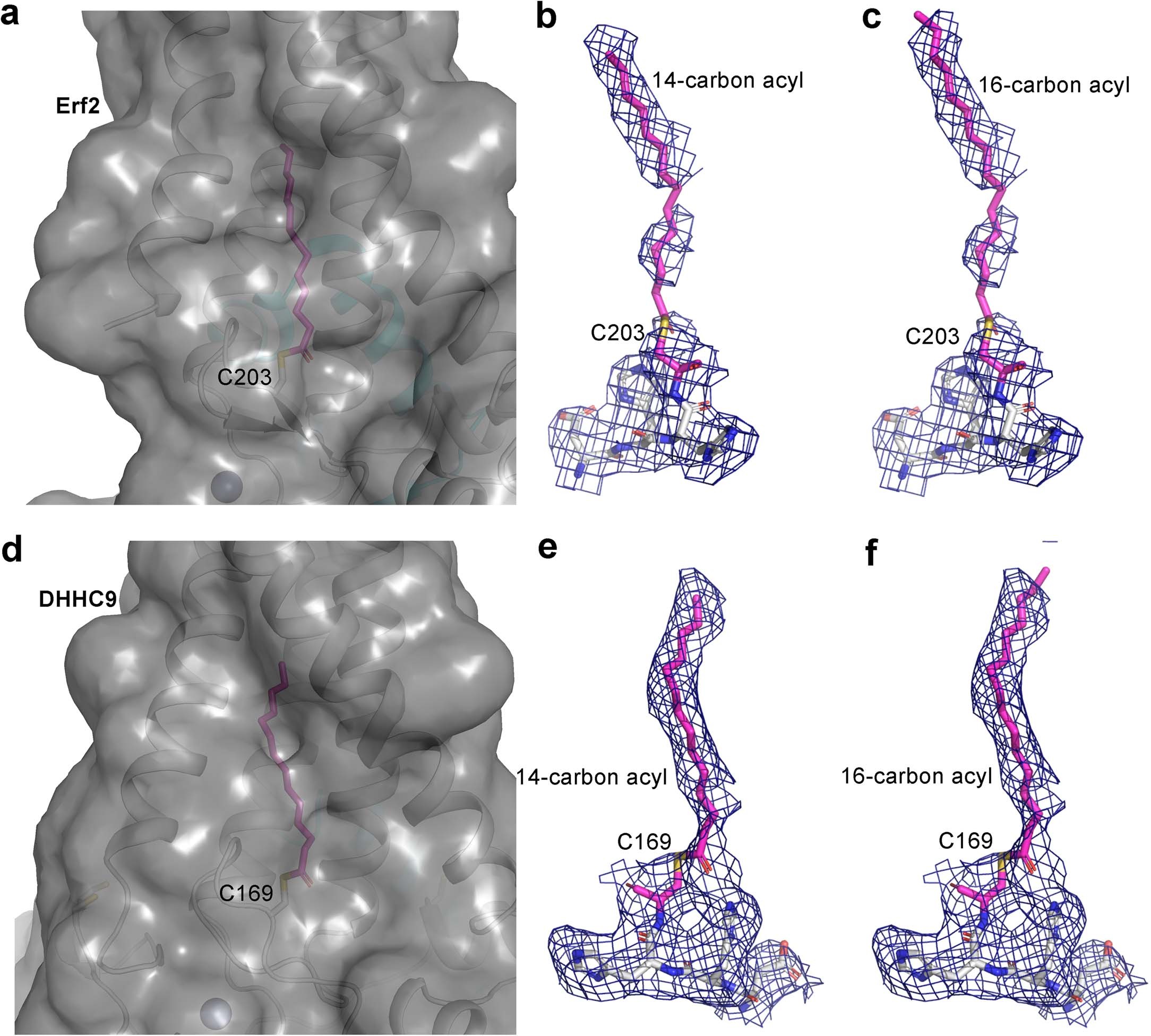 Extended Data Fig. 5: Docking of a 14-carbon acyl group into the catalytic sites of Erf2 and DHHC9.