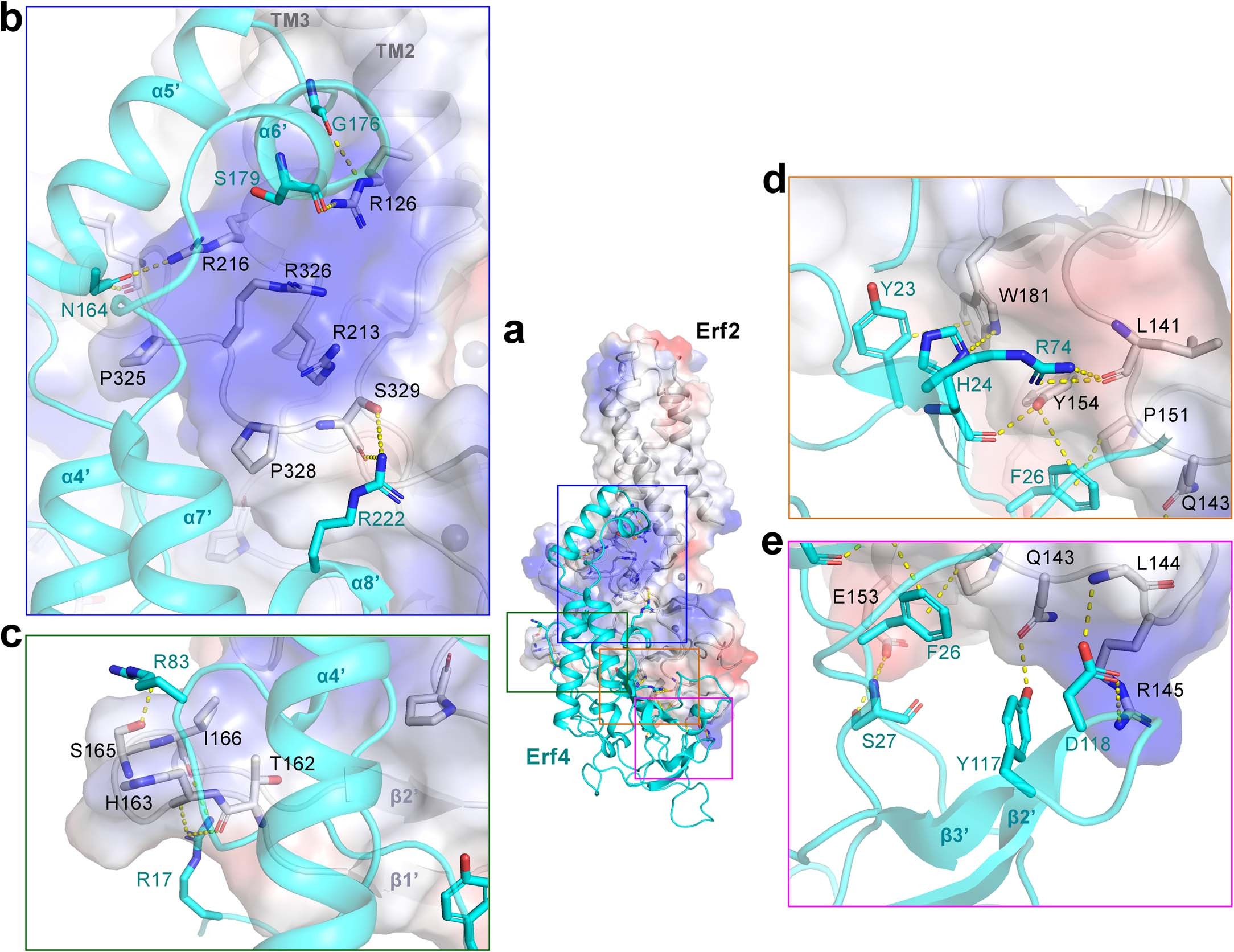 Extended Data Fig. 8: Interactions between Erf2 and Erf4.