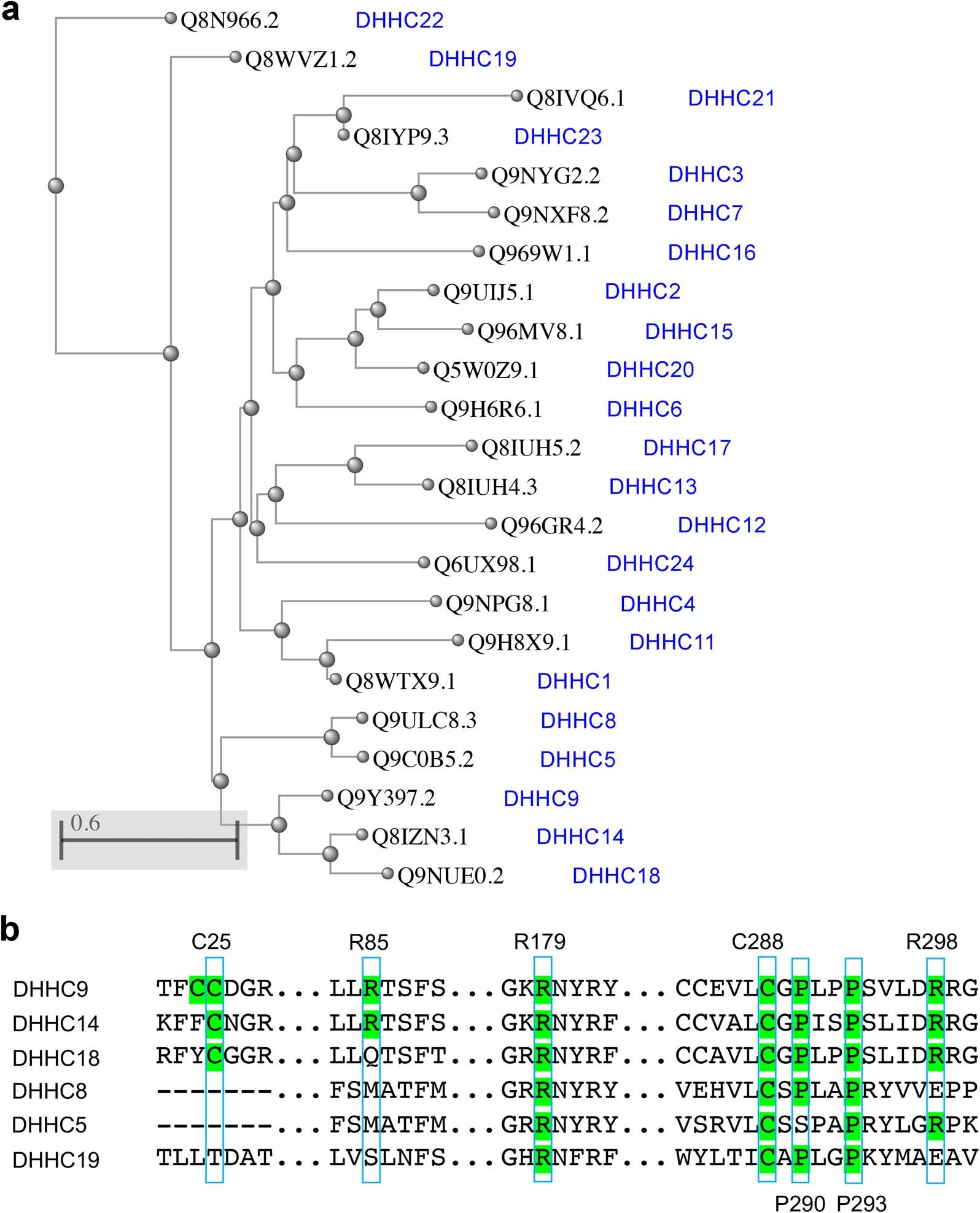 Extended Data Fig. 10: Alignment of the protein sequence of DHHC9 with that of its human homologs.