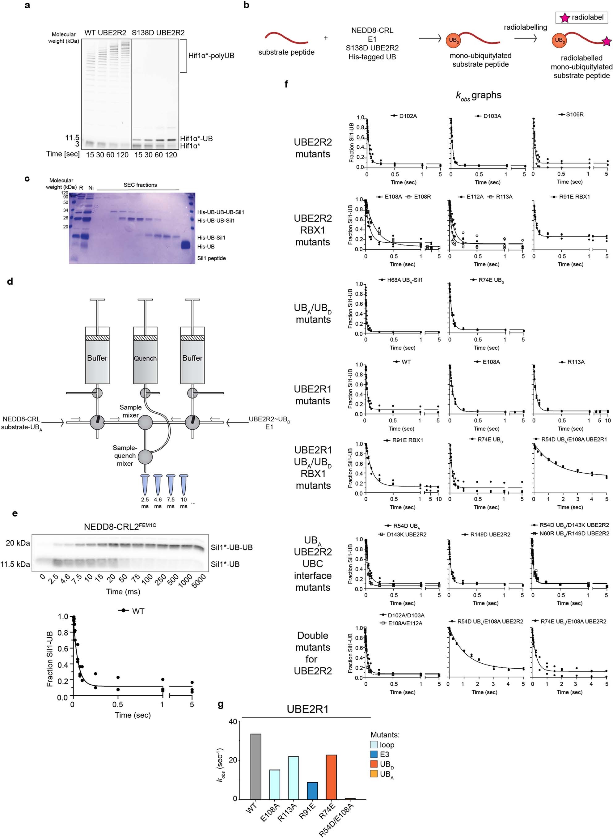 Extended Data Fig. 5: Ubiquitin-primed CRL substrate ubiquitylation enables estimation of the rate of poly-ubiquitin chain formation kobs.
