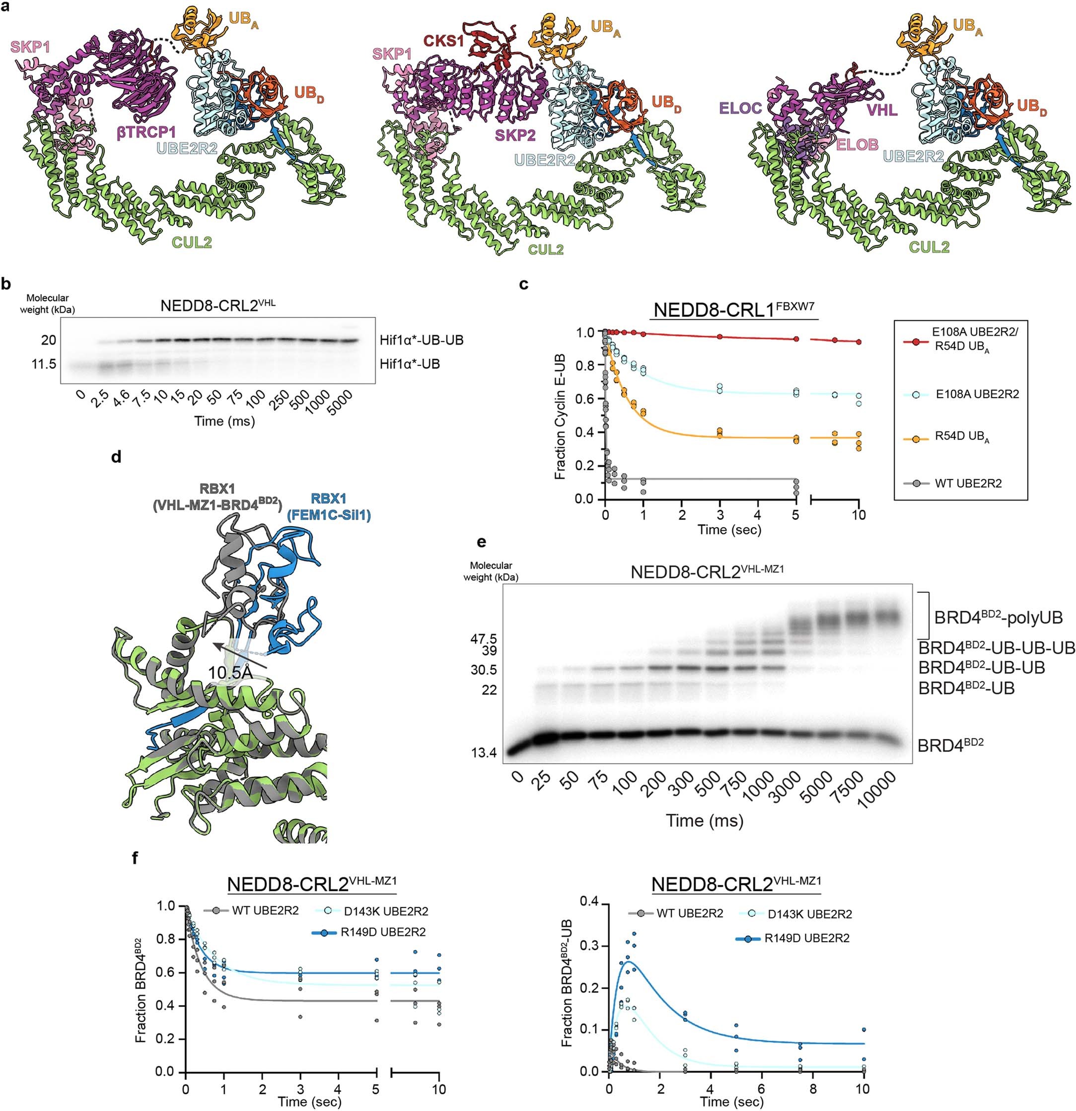 Extended Data Fig. 6: Generalized mechanism for CRL-dependent substrate poly-ubiquitylation.