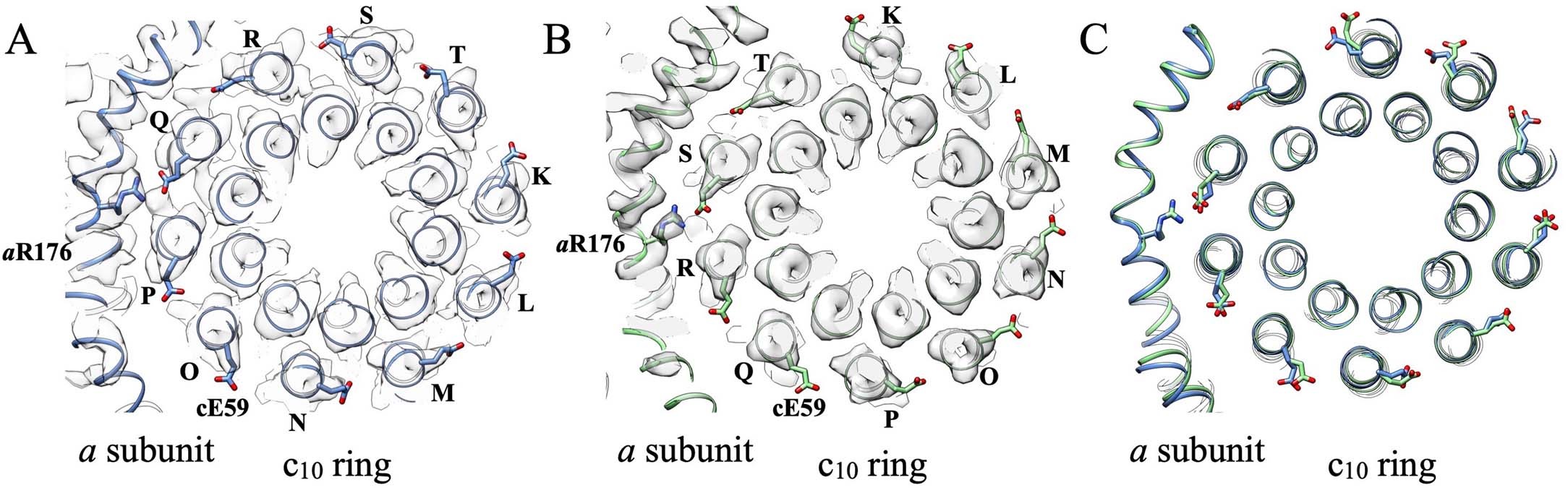 Extended Data Fig. 6: Comparison of the a/c interface between Conf-1 and Conf-2.