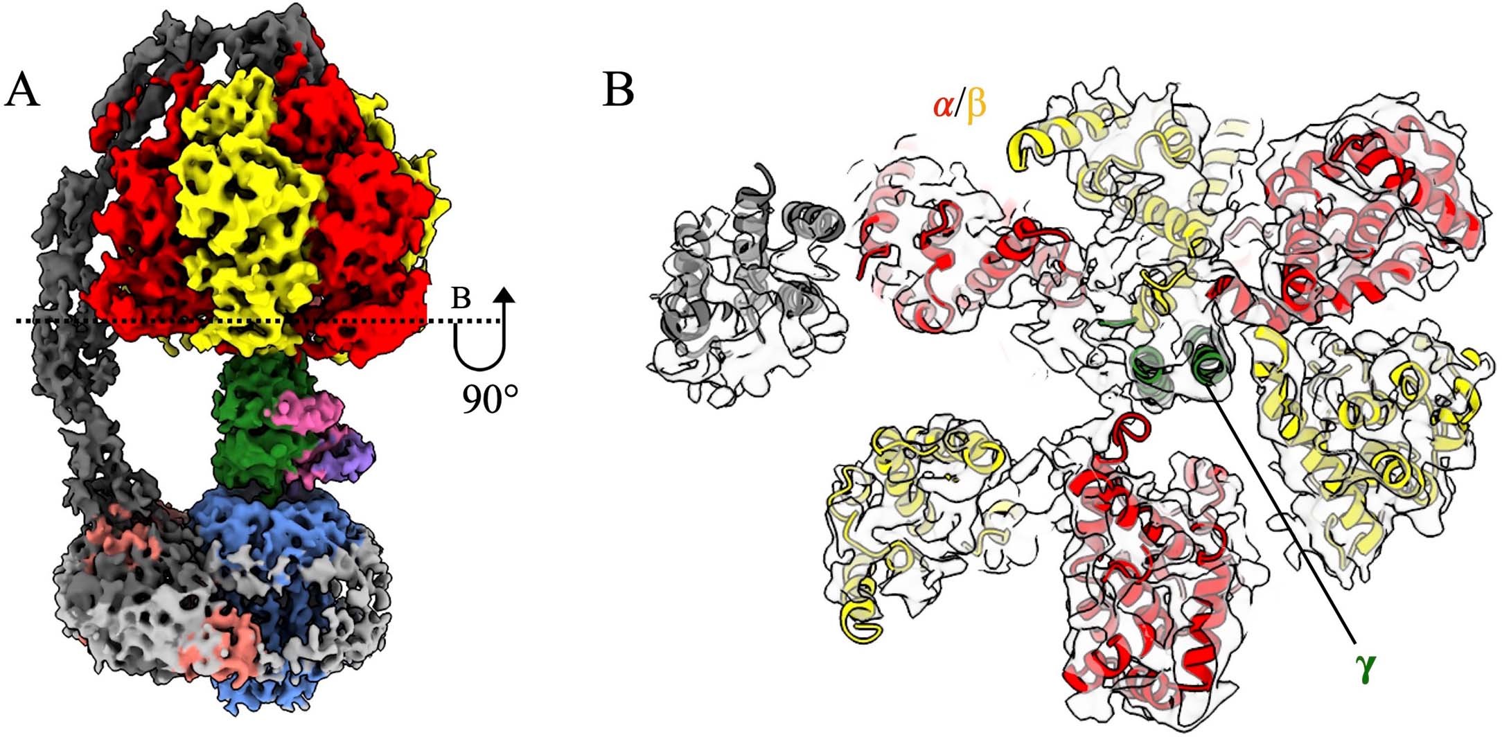 Extended Data Fig. 7: Structure of the F1 domain from Conf-1 docked into the map for Conf-3.