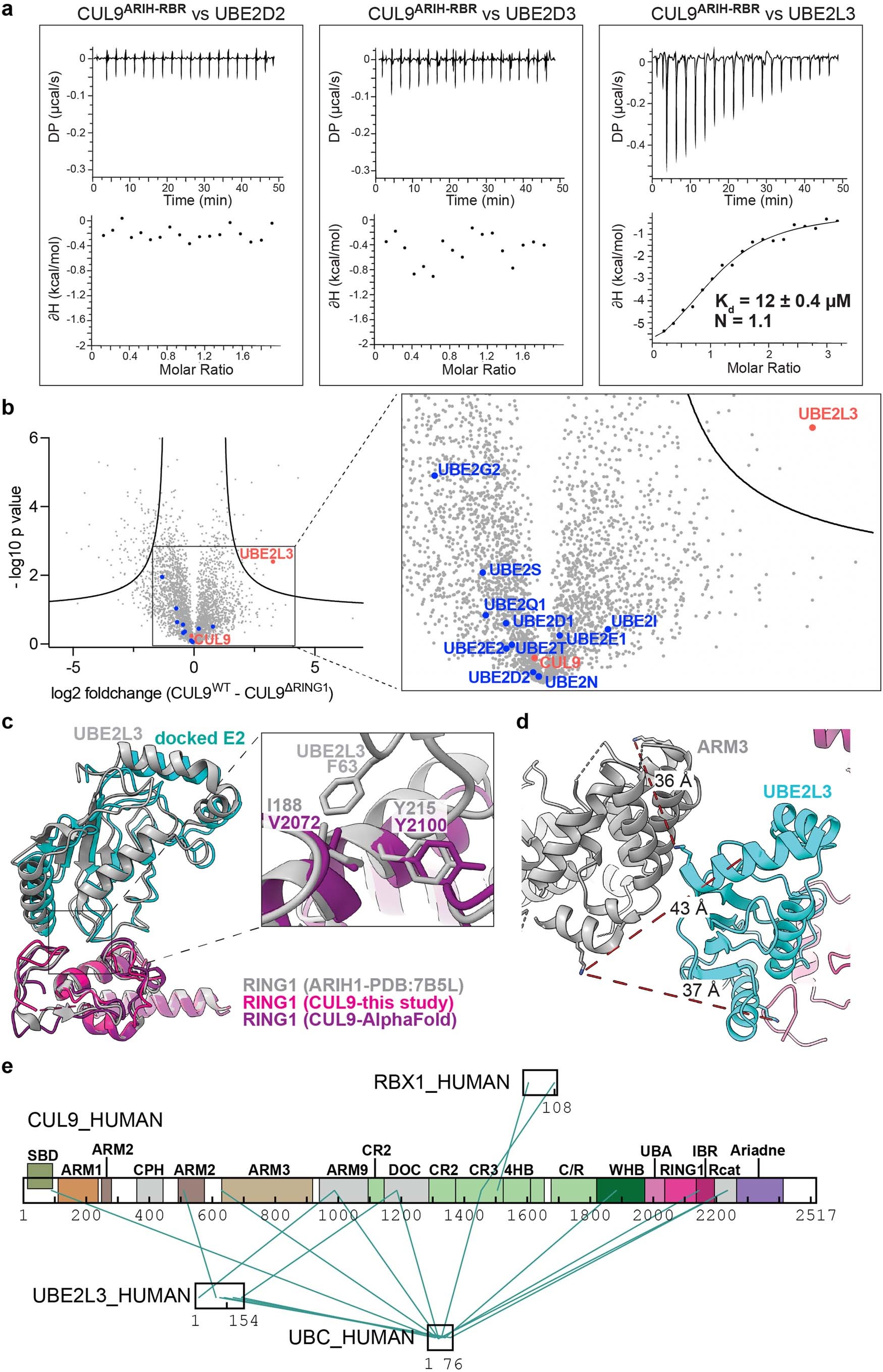 Extended Data Fig. 5: E2 recruitment by CUL9-RBX1.