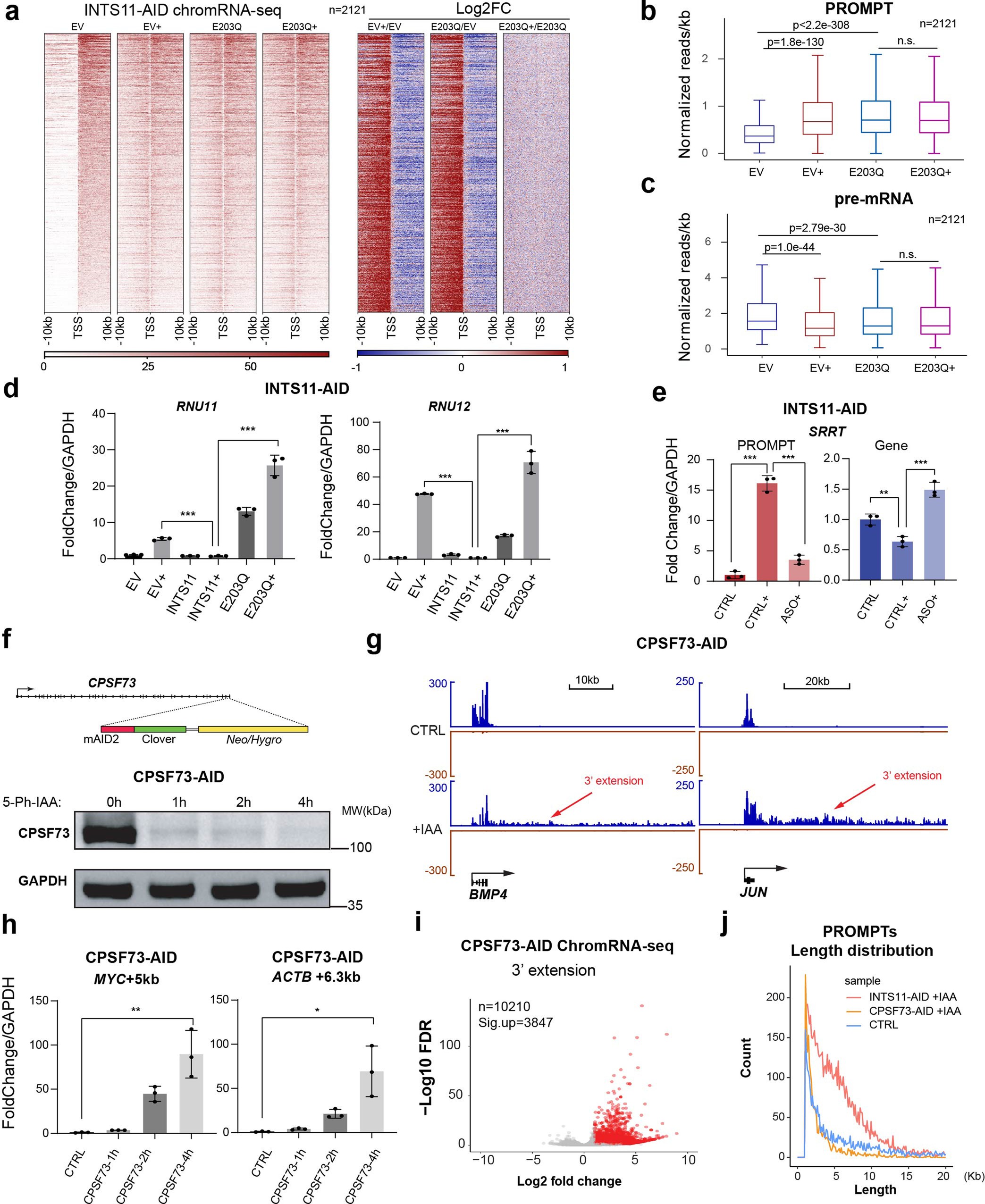 Extended Data Fig. 8: Endonuclease activity of Integrator is specifically required for degrading PROMPTs.