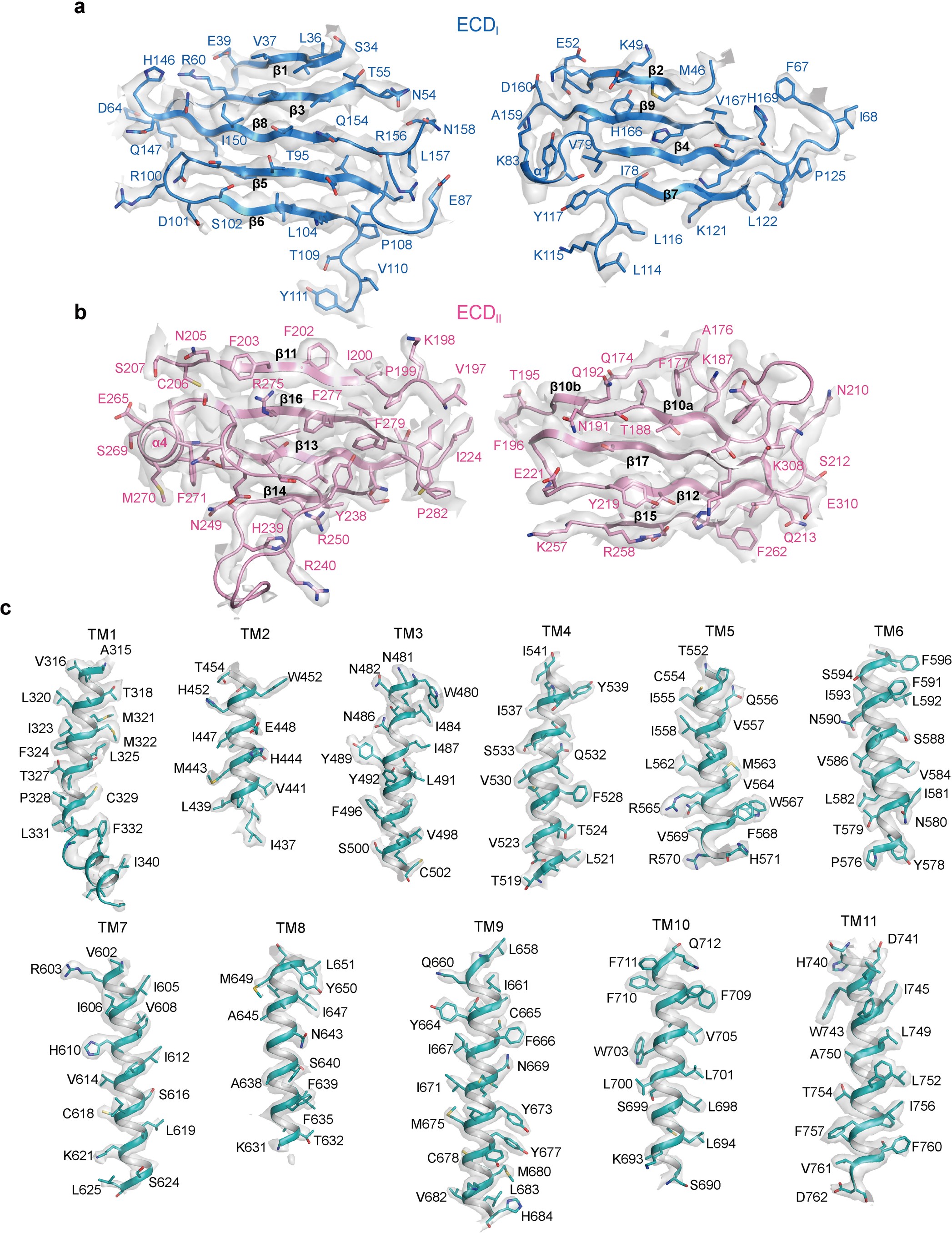 Extended Data Fig. 4: Representative EM densities of SID-1.