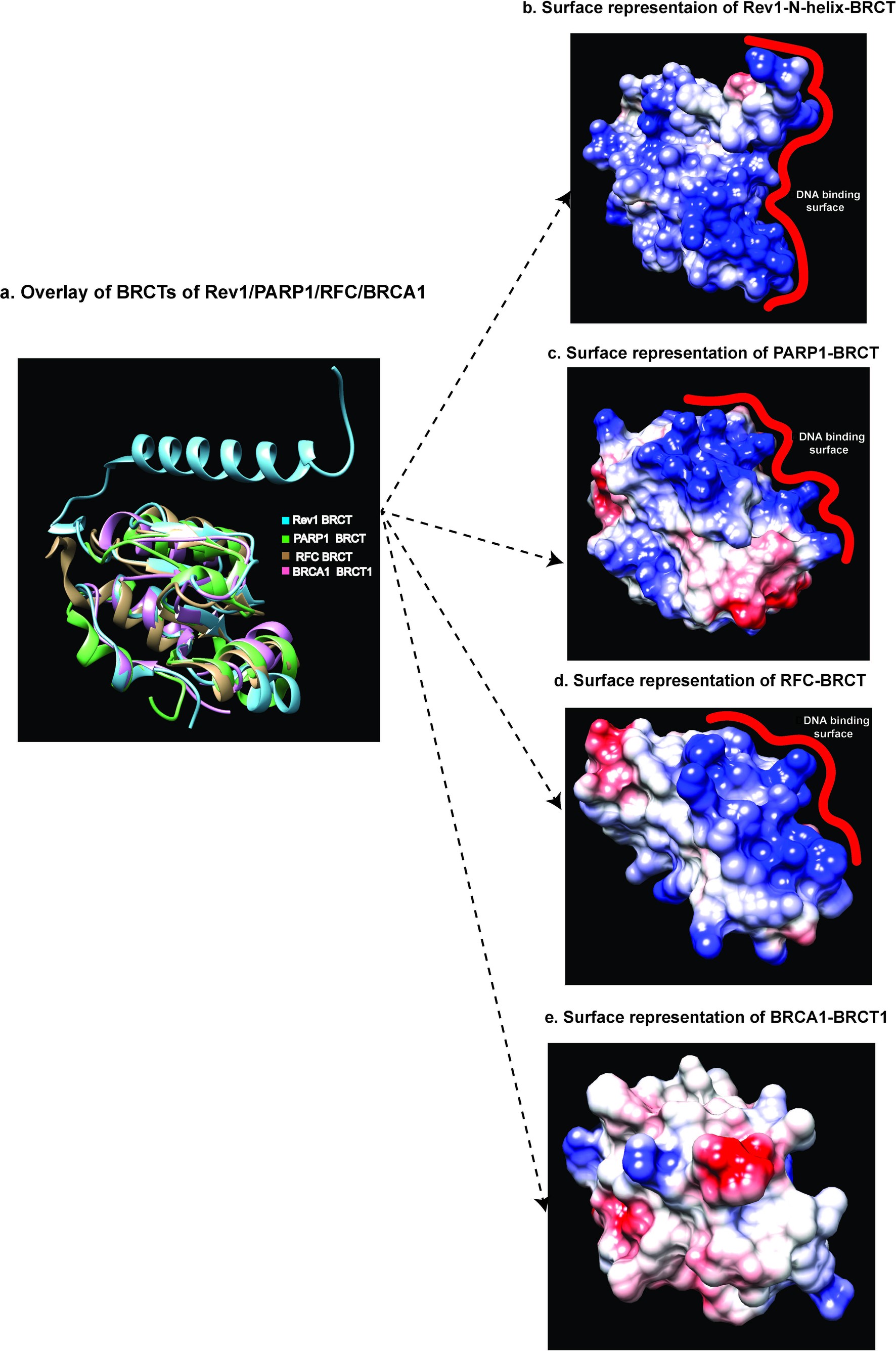 Extended Data Fig. 7: Comparison of surface representation of BRCT domains of Rev1 with PARP1, RFC, and BRCA1.