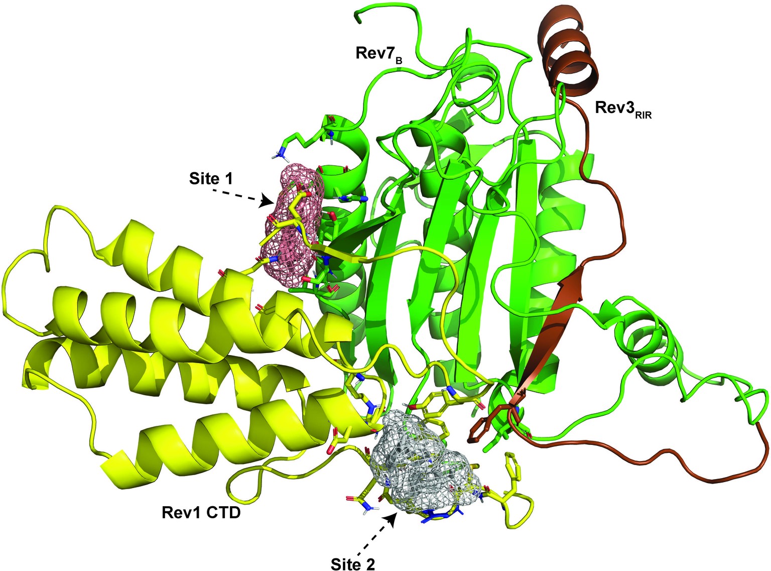 Extended Data Fig. 9: Druggable ligand-binding sites predicted for the Rev1 CTD/Polζ interface.