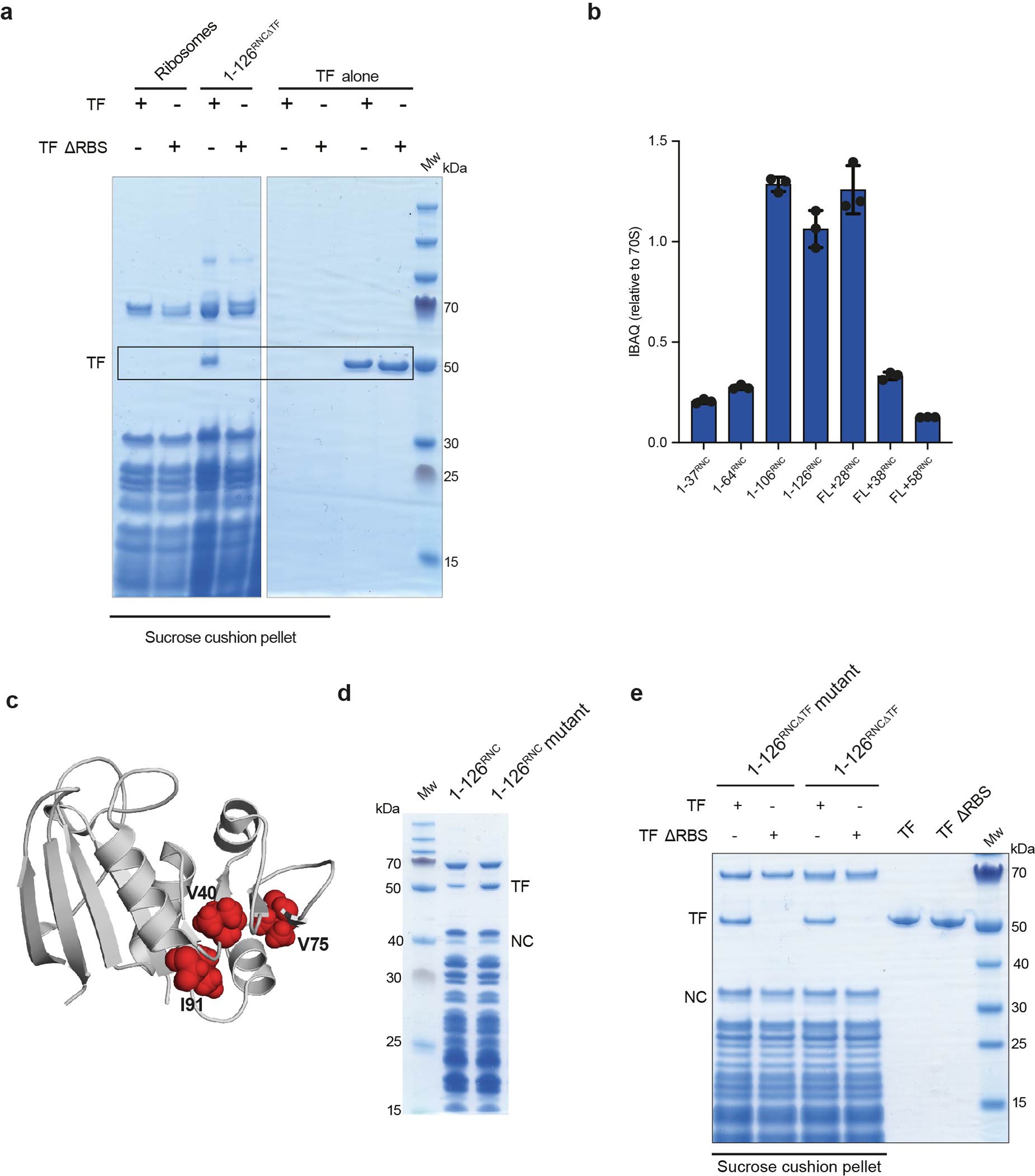 Extended Data Fig. 8: Determinants of Trigger factor (TF) binding to RNCs.